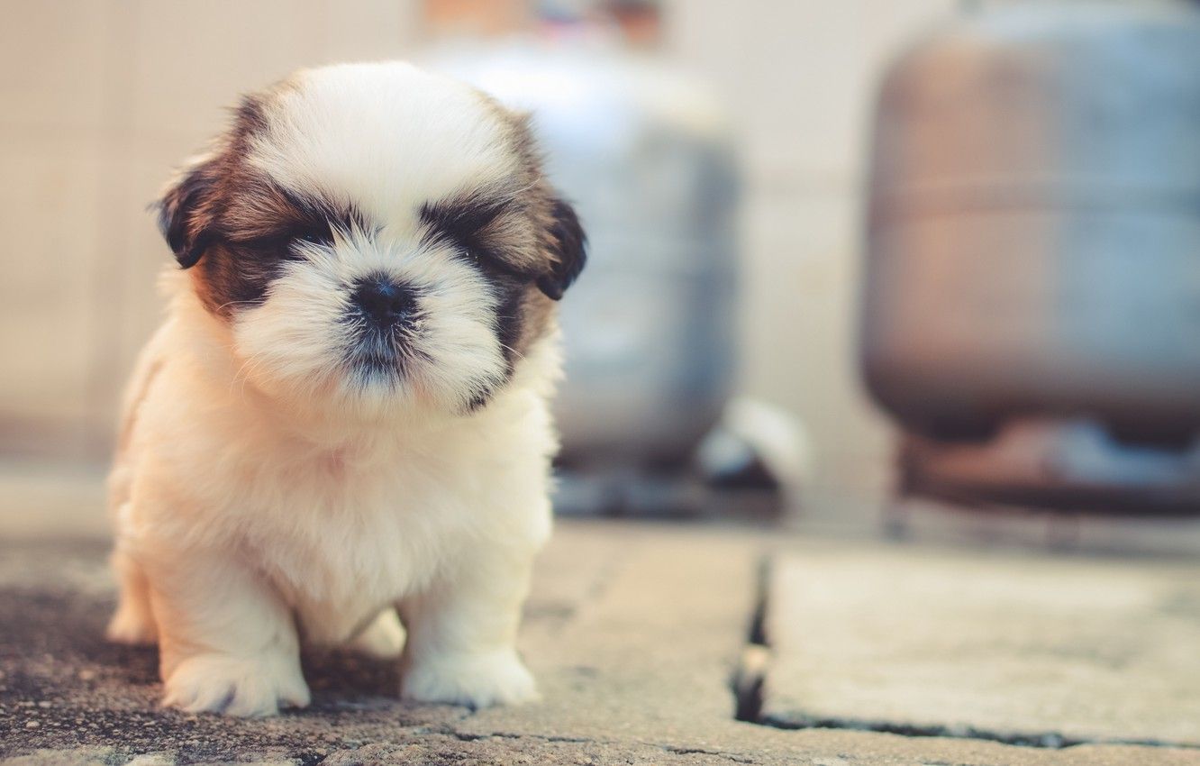Wallpaper puppy, animals, dog, animal, dogs, cute, pet, blur effect, fluffy, 4k uhd background image for desktop, section собаки