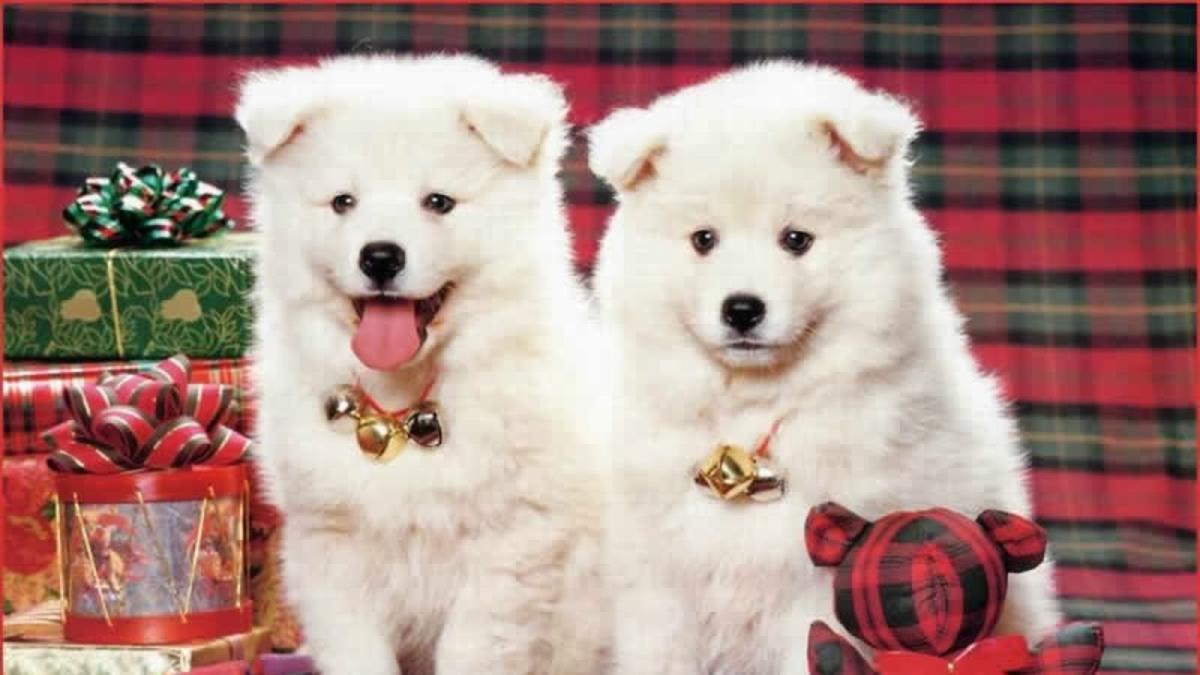 Beautiful Dogs Animal Photo Wallpaper