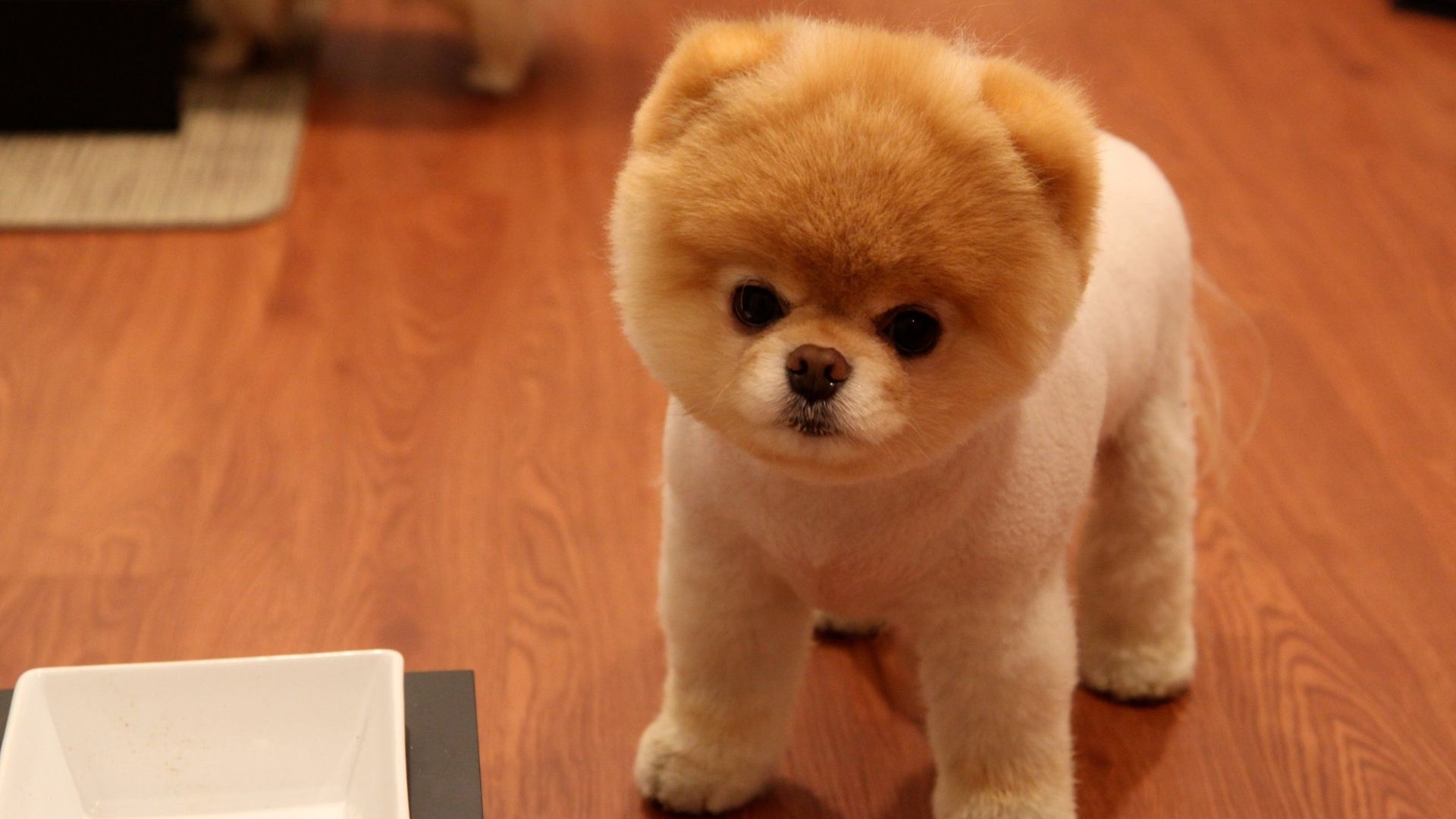 Boo The Dog Wallpaper Free Download