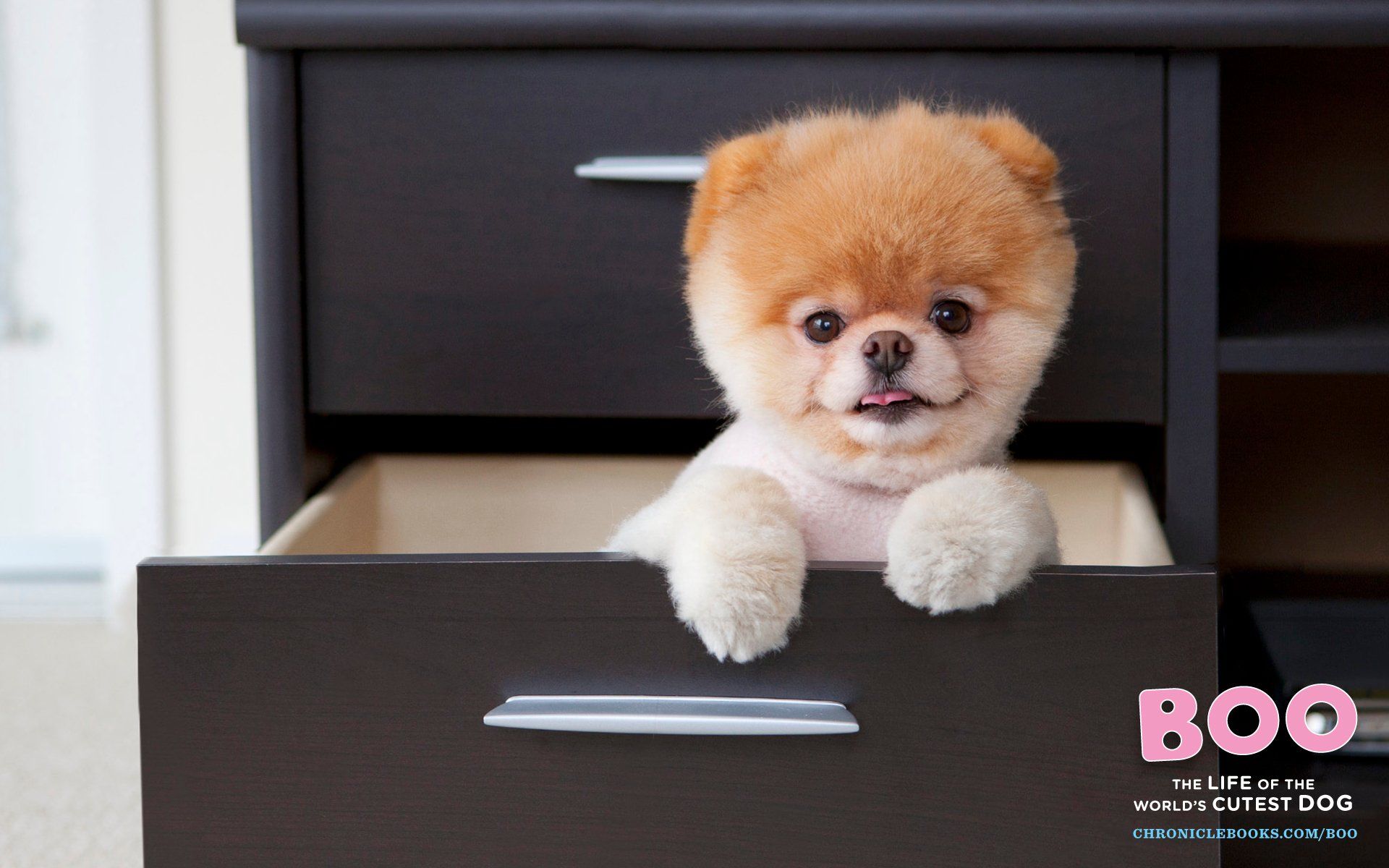 Boo Cute Wallpaper Dogs