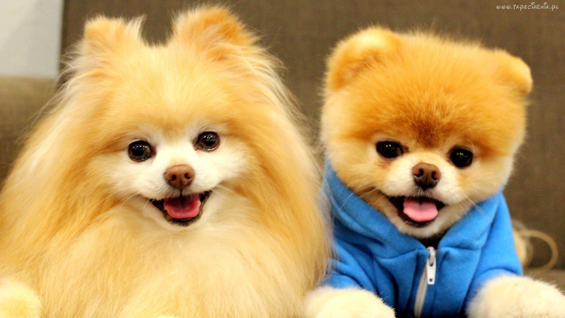 Cute Jiffpom Wallpaper