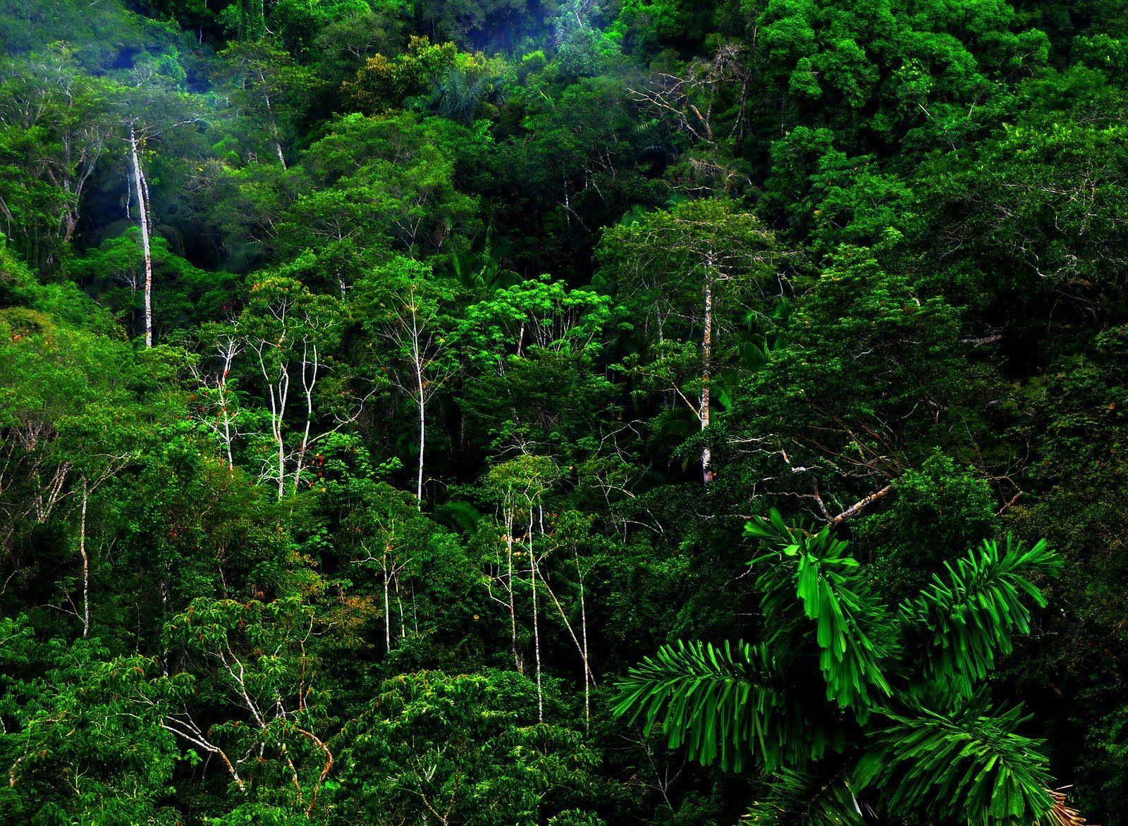 Jungle Tree Tropical Rainforests High Definition Wallpaper