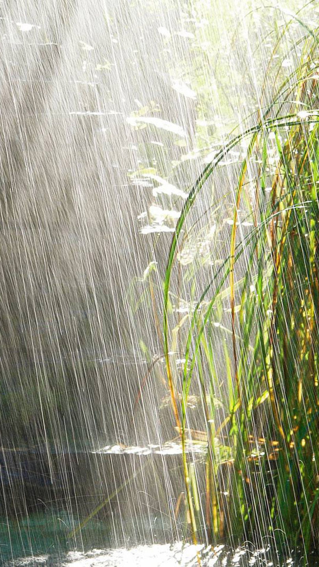 Nature Summer Rain Scene iPhone 8 Wallpaper. Summer rain, Rain