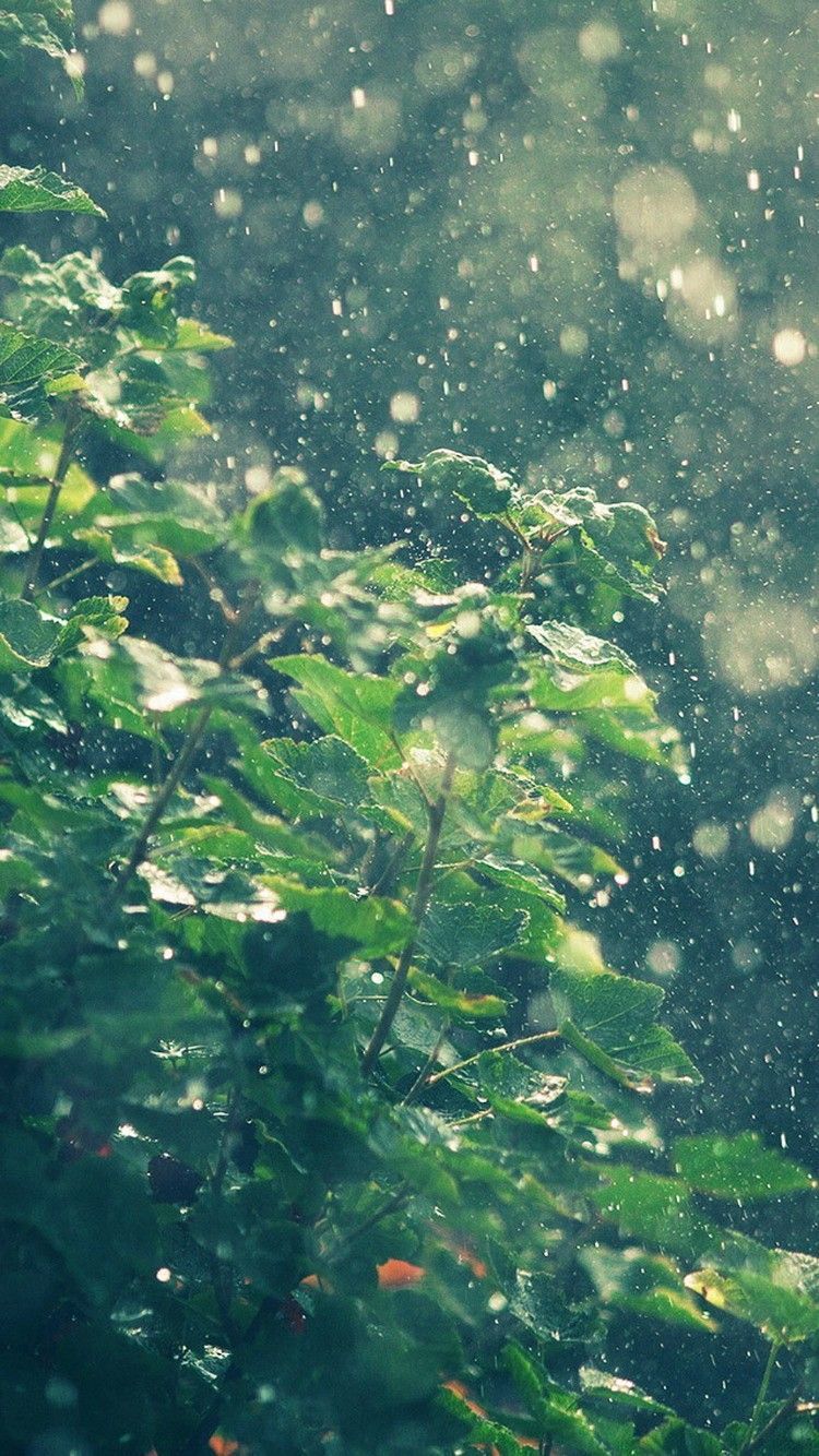 Summer Rain Water Drops Bokeh Wallpaper. Rainy wallpaper iphone