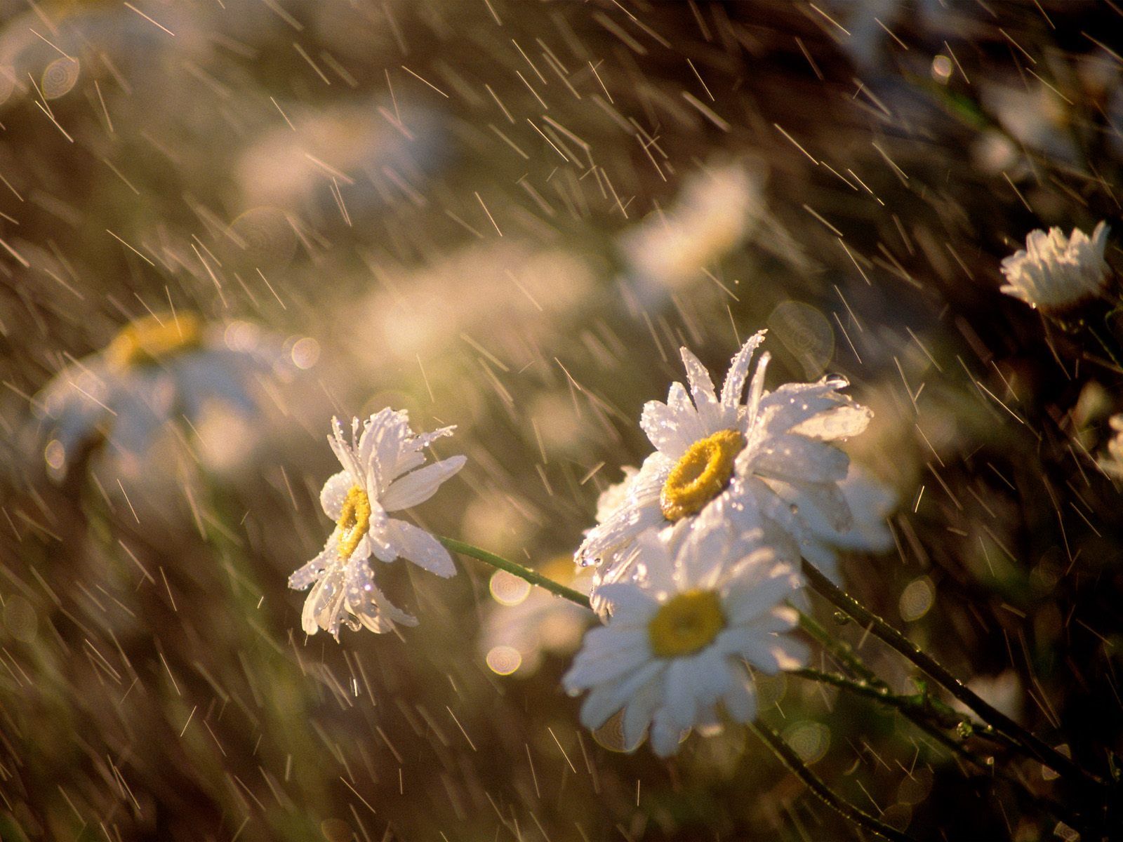 summer rain on the flowers HD wallpaper download summer rain