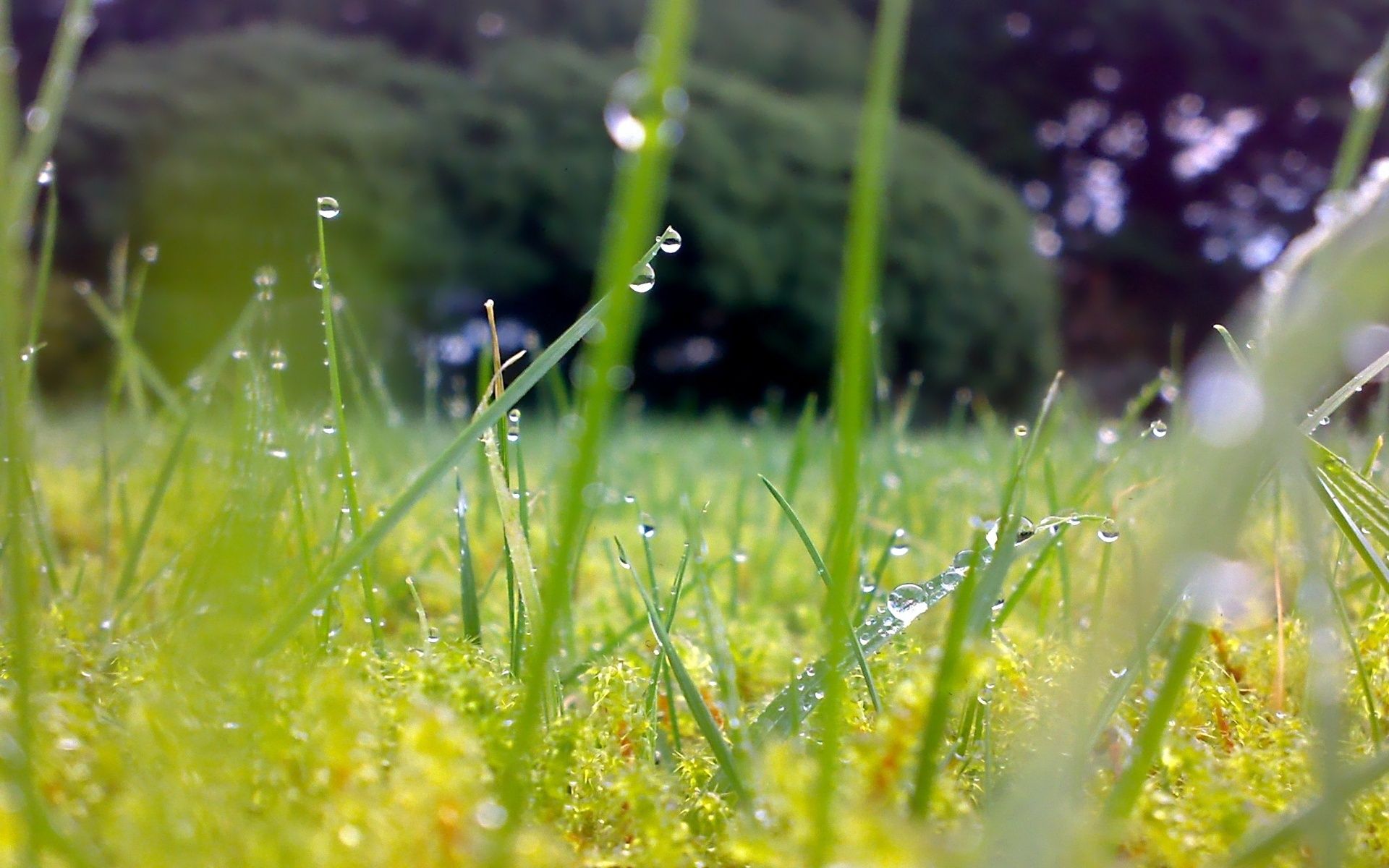 Grass after a summer rain Desktop wallpaper 1600x900