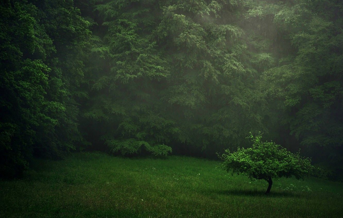 Wallpaper greens, forest, summer, rain, lawn, tree image