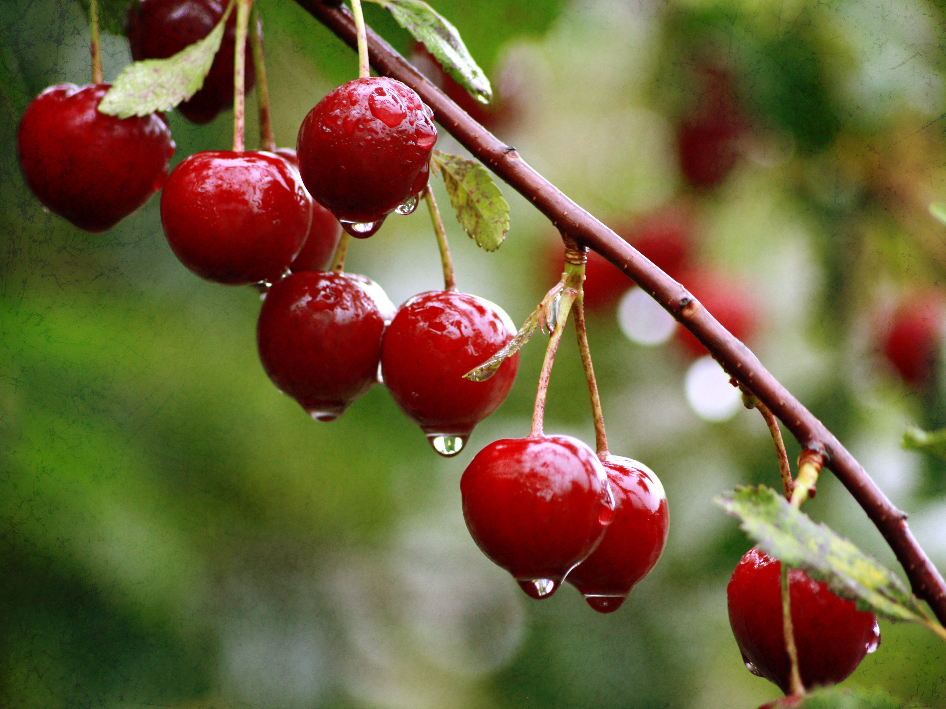 Cherry wet from a summer rain wallpaper and image