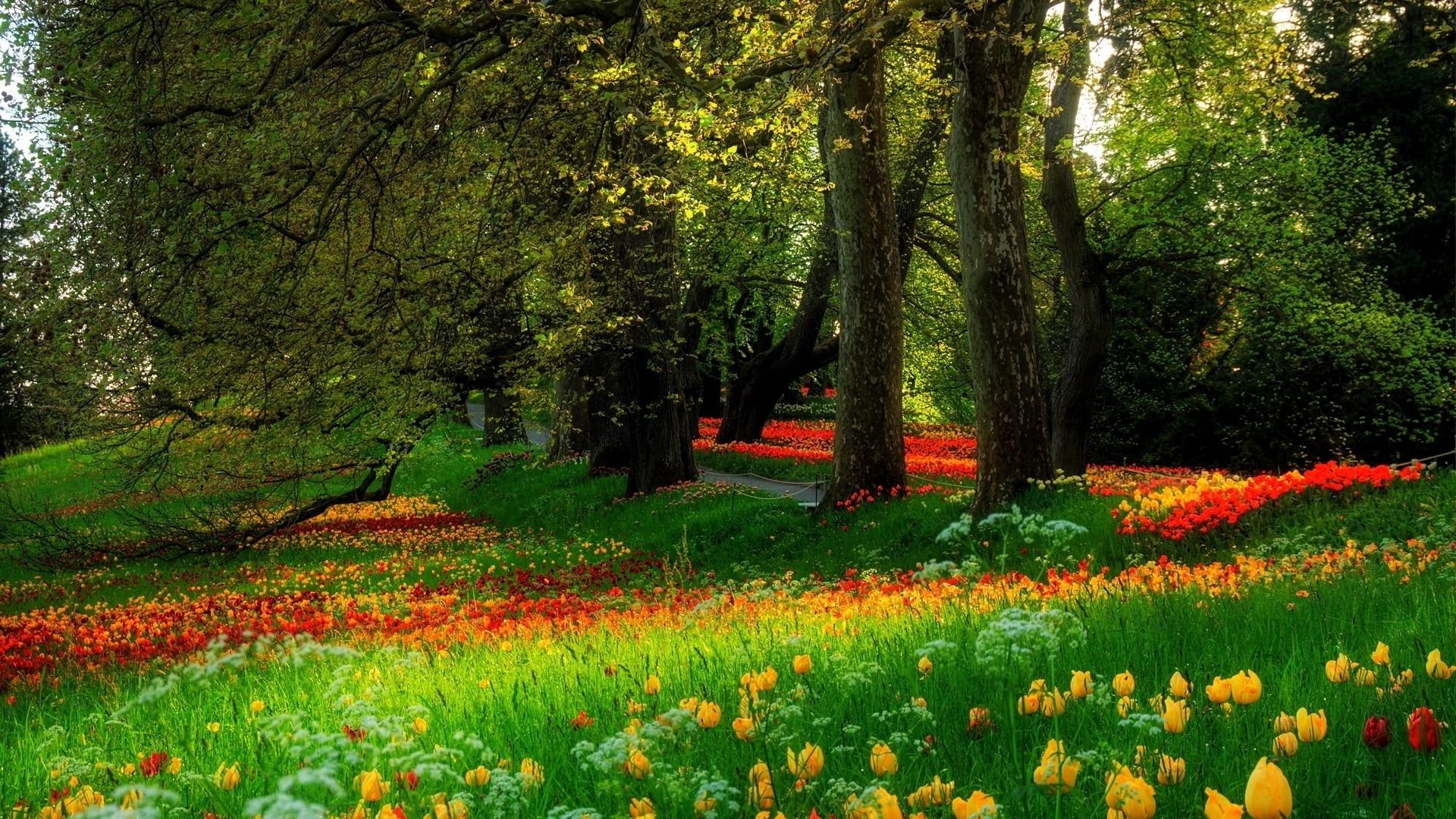 Blooming Flowers in Park HD Wallpaper. Background Image