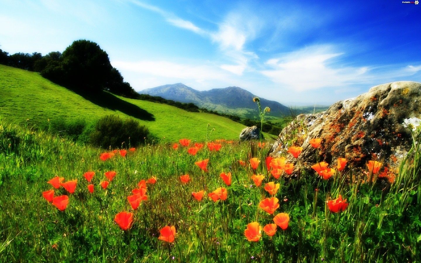 Summer Mountain Wallpaper