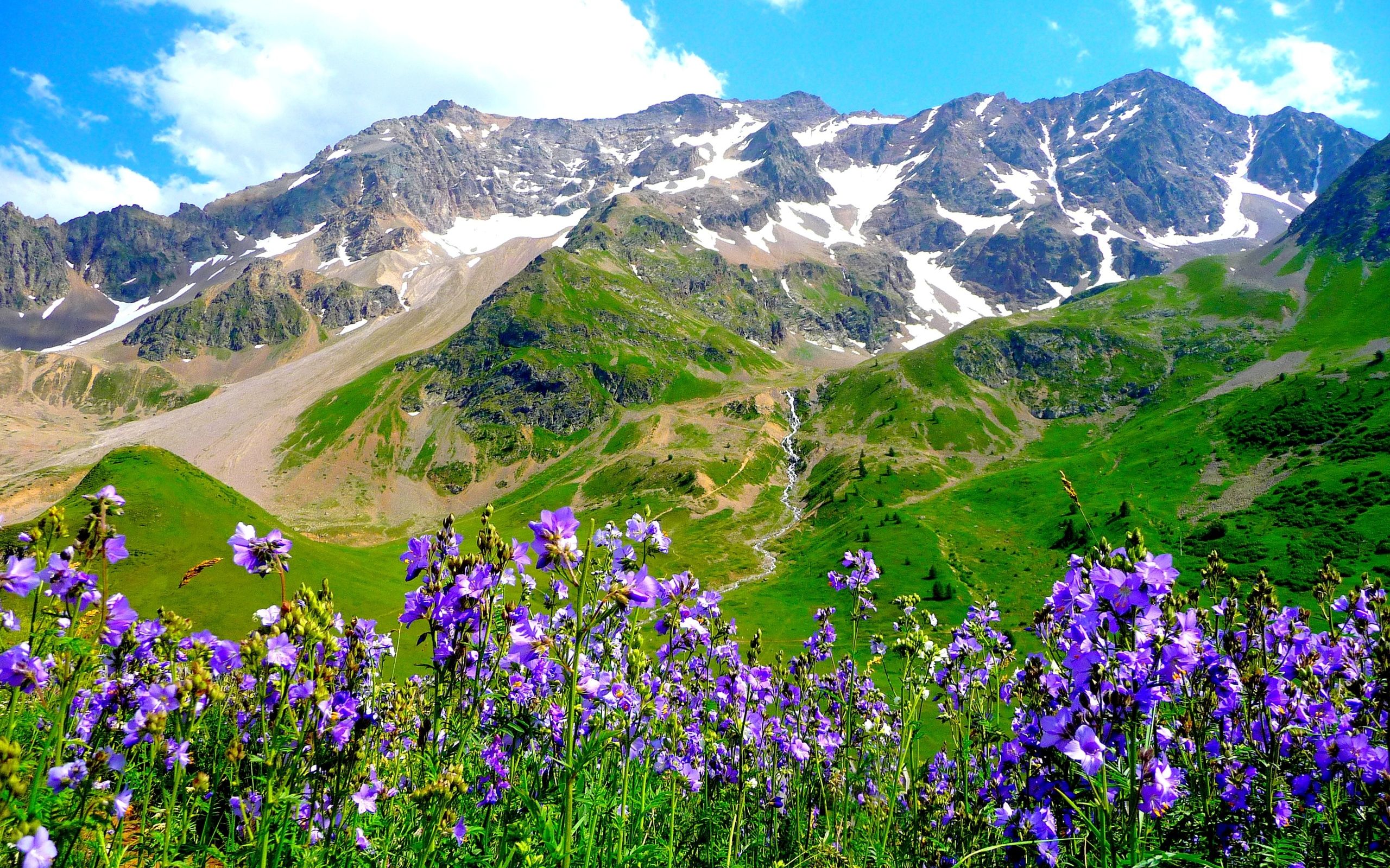 Mountains alps flowers landscape wallpaperx1600