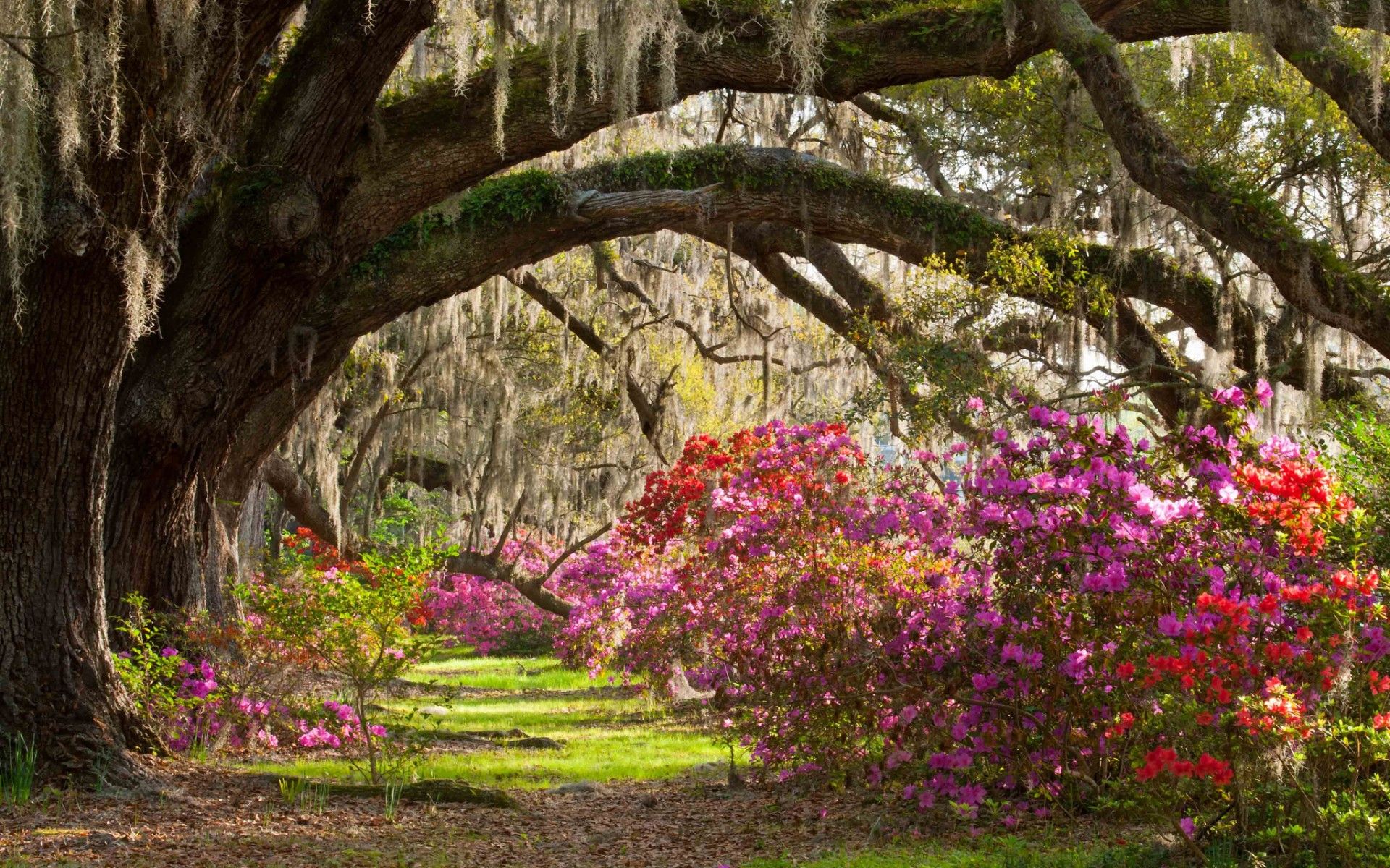 Darden path flowers park wallpaperx1200