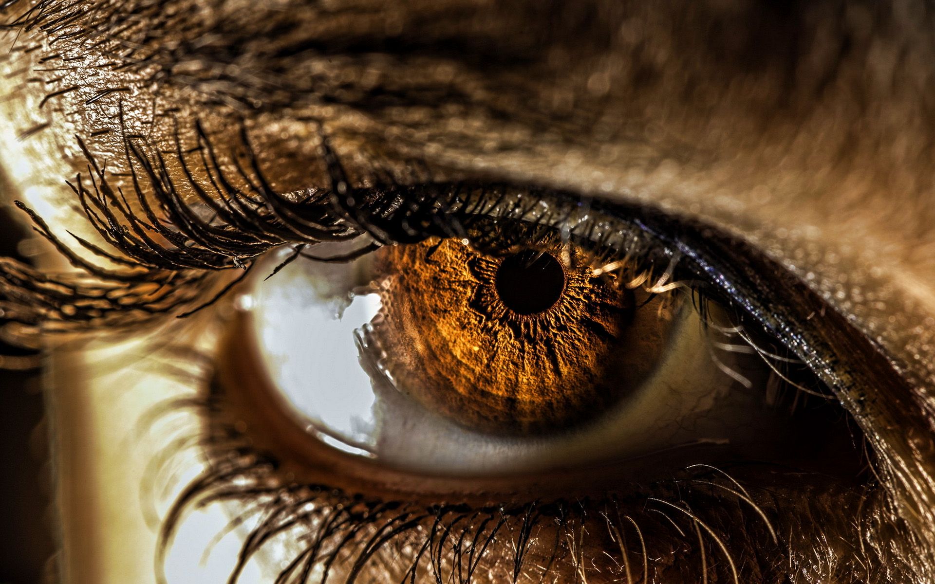 Download wallpaper female eye, macro, brown eyes, human eye