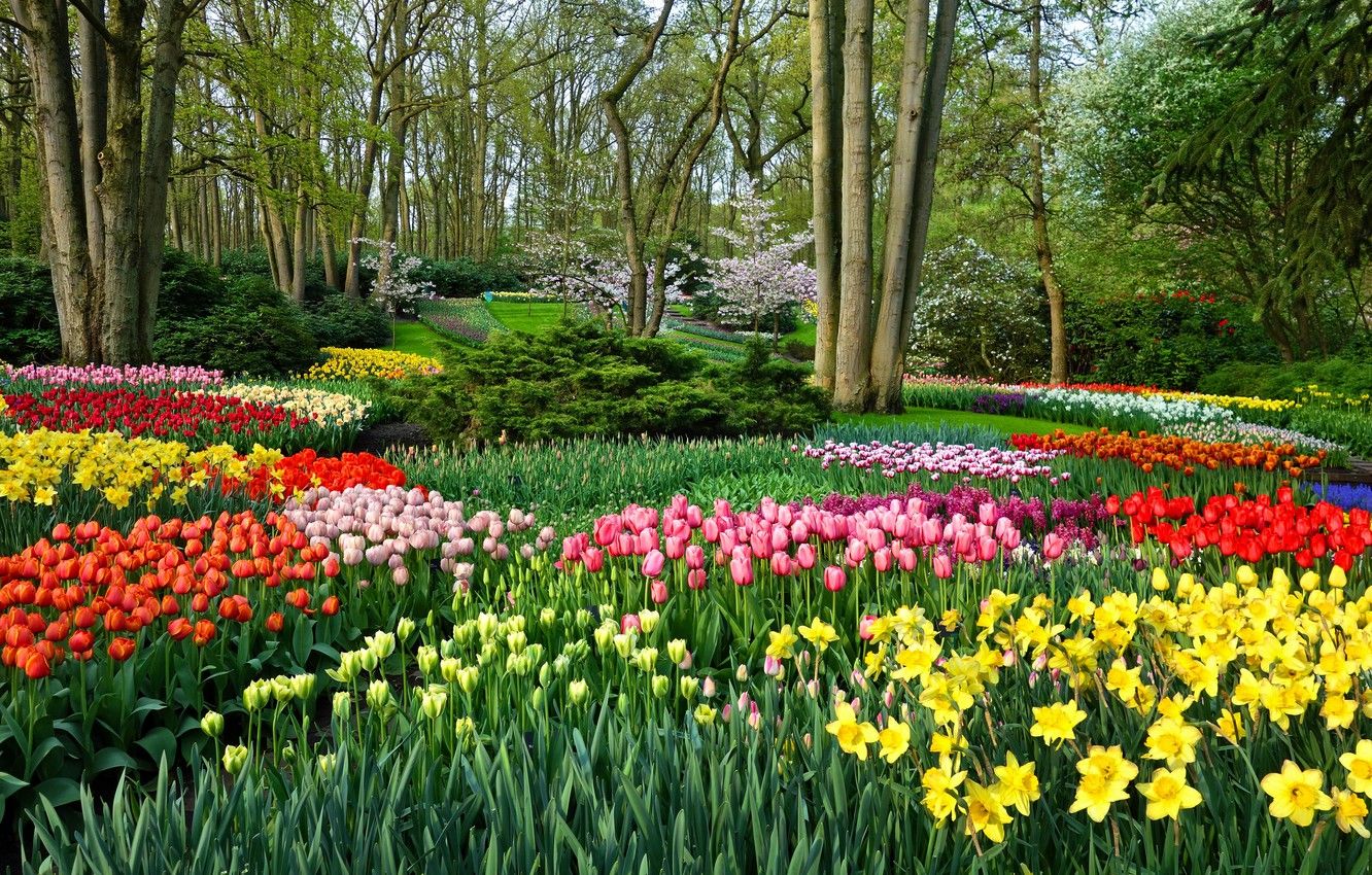 Wallpaper greens, leaves, trees, landscape, flowers, nature, Park, mood, bright, beauty, positive, spring, garden, tulips, colorful, flowering image for desktop, section цветы