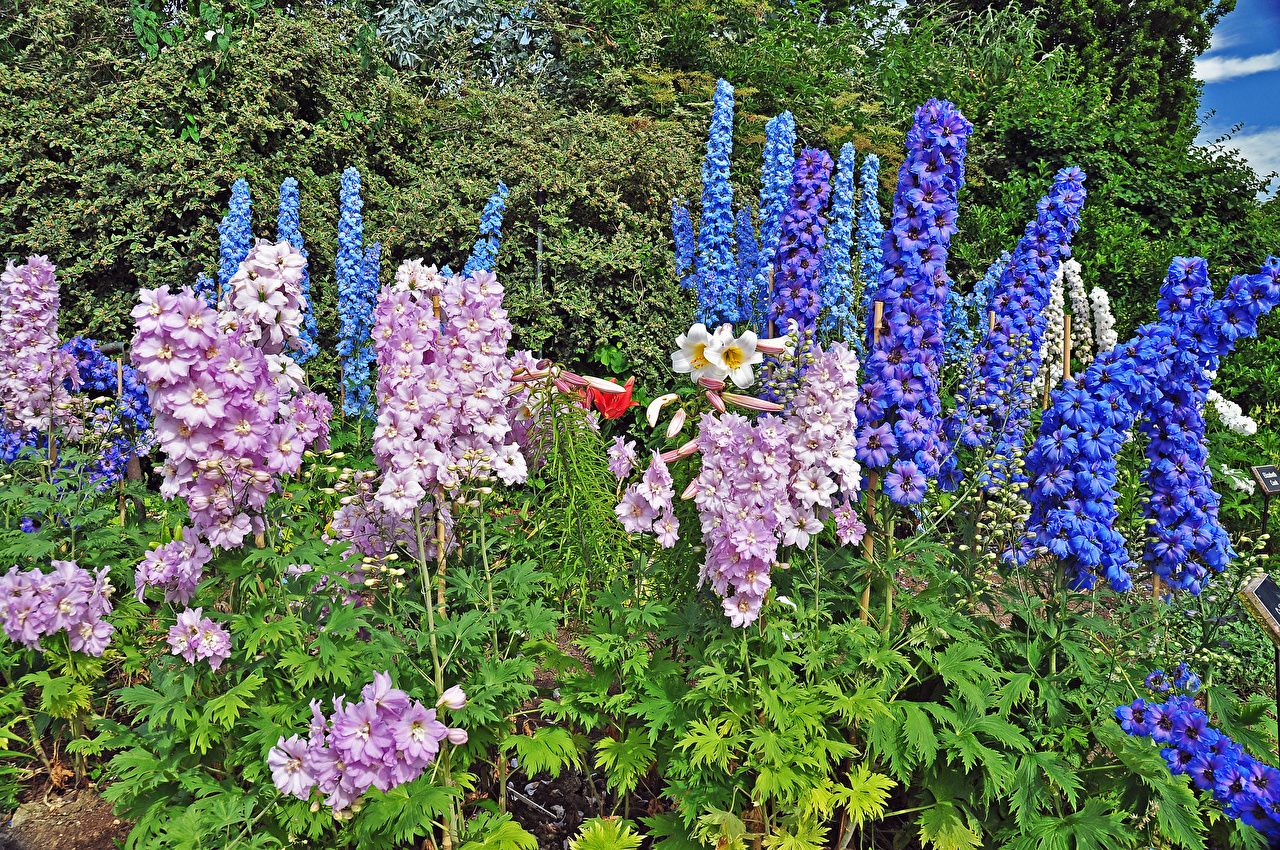 Desktop Wallpaper London England Regents Park Queens Garden Parks