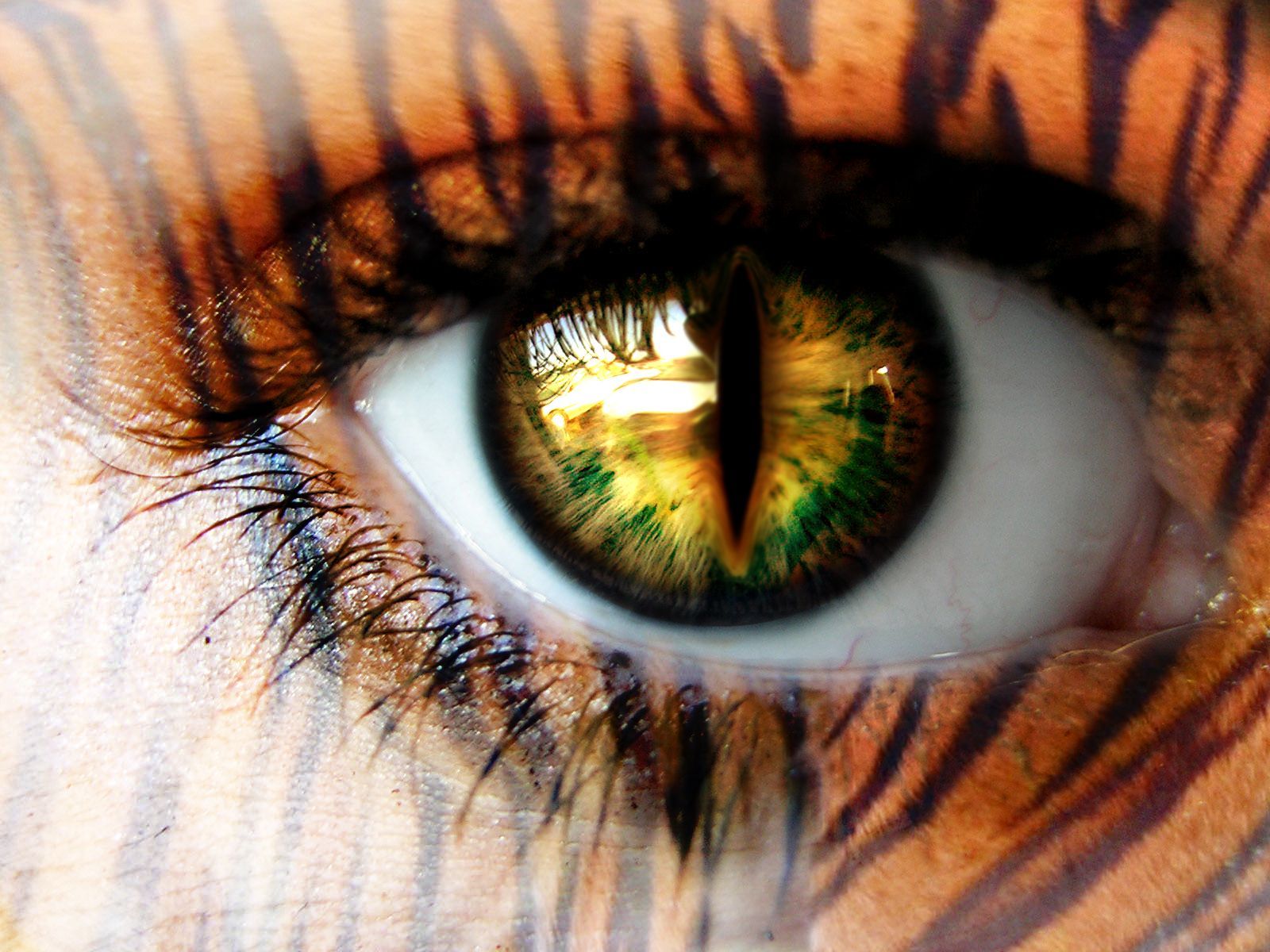 Tigers Eye. Eyes wallpaper, Eye art, Eyes
