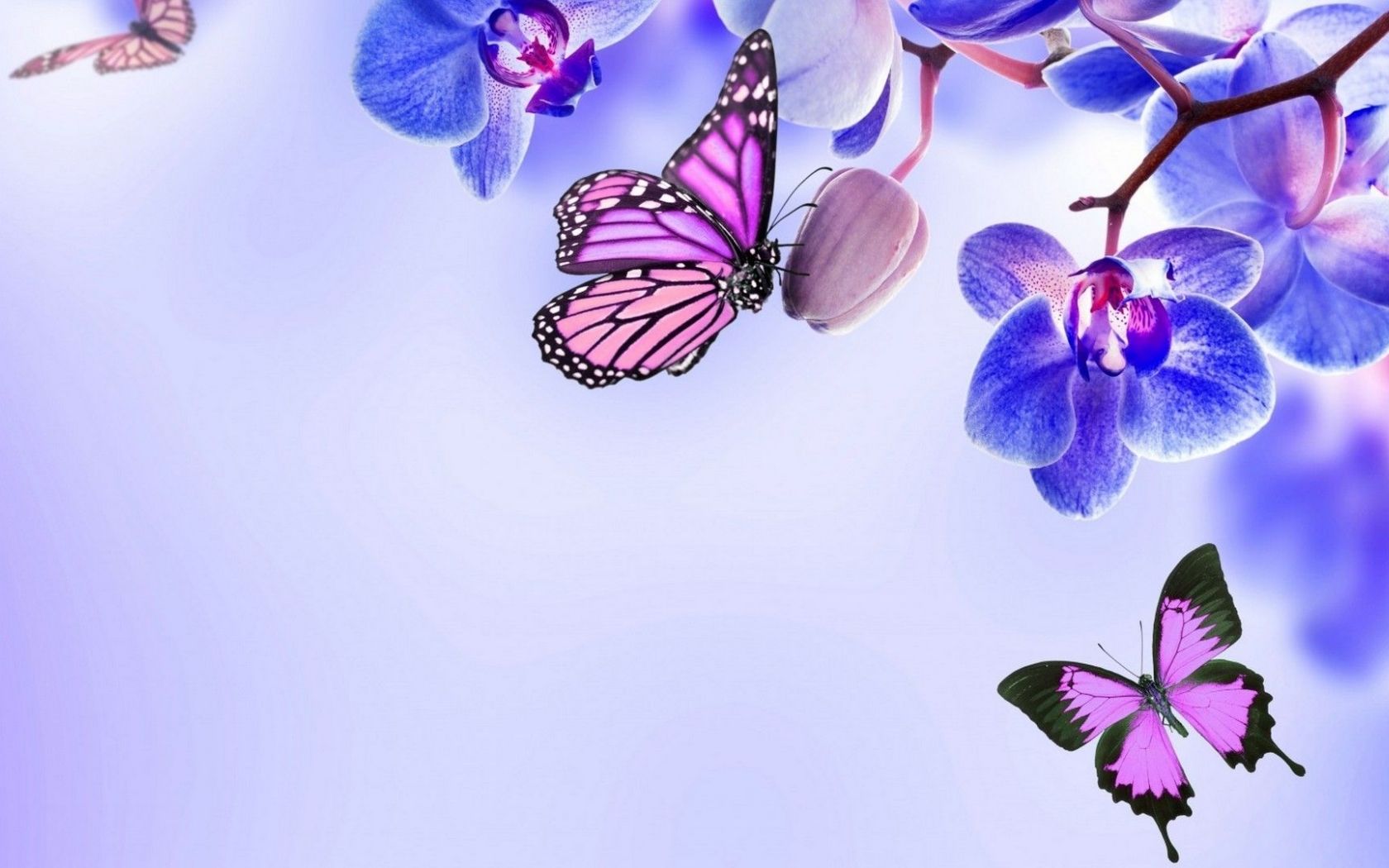 Free download Purple Butterfly Desktop Wallpapers Top Purple