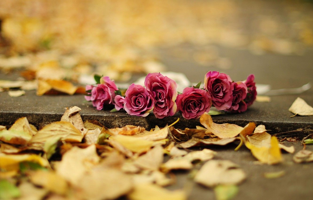 Wallpaper autumn, leaves, flowers, background, earth, widescreen, Wallpaper, rose, roses, yellow, wallpaper, flowers, flower, widescreen, background, full screen image for desktop, section цветы