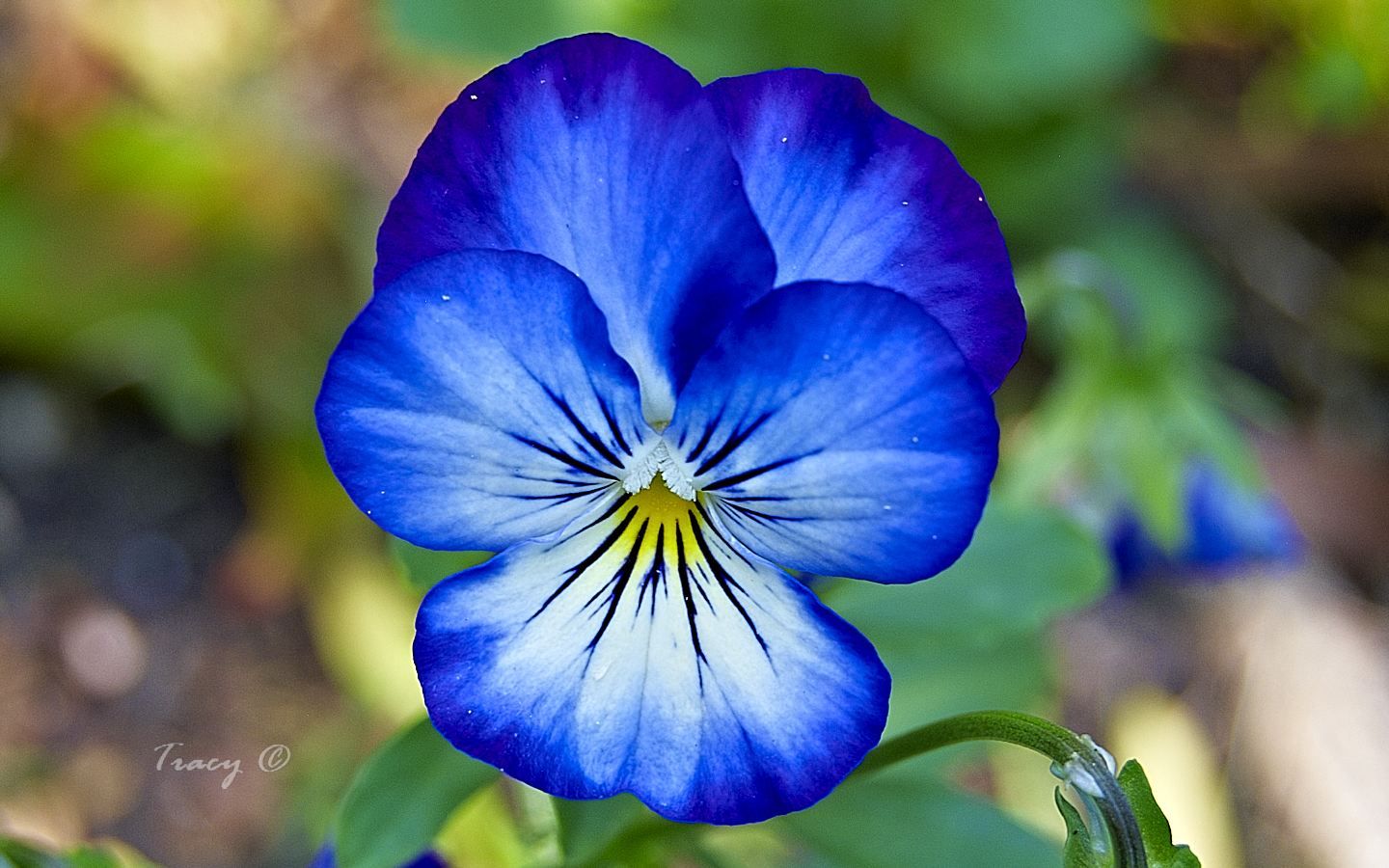 Pansy wallpaper, Earth, HQ Pansy pictureK Wallpaper 2019