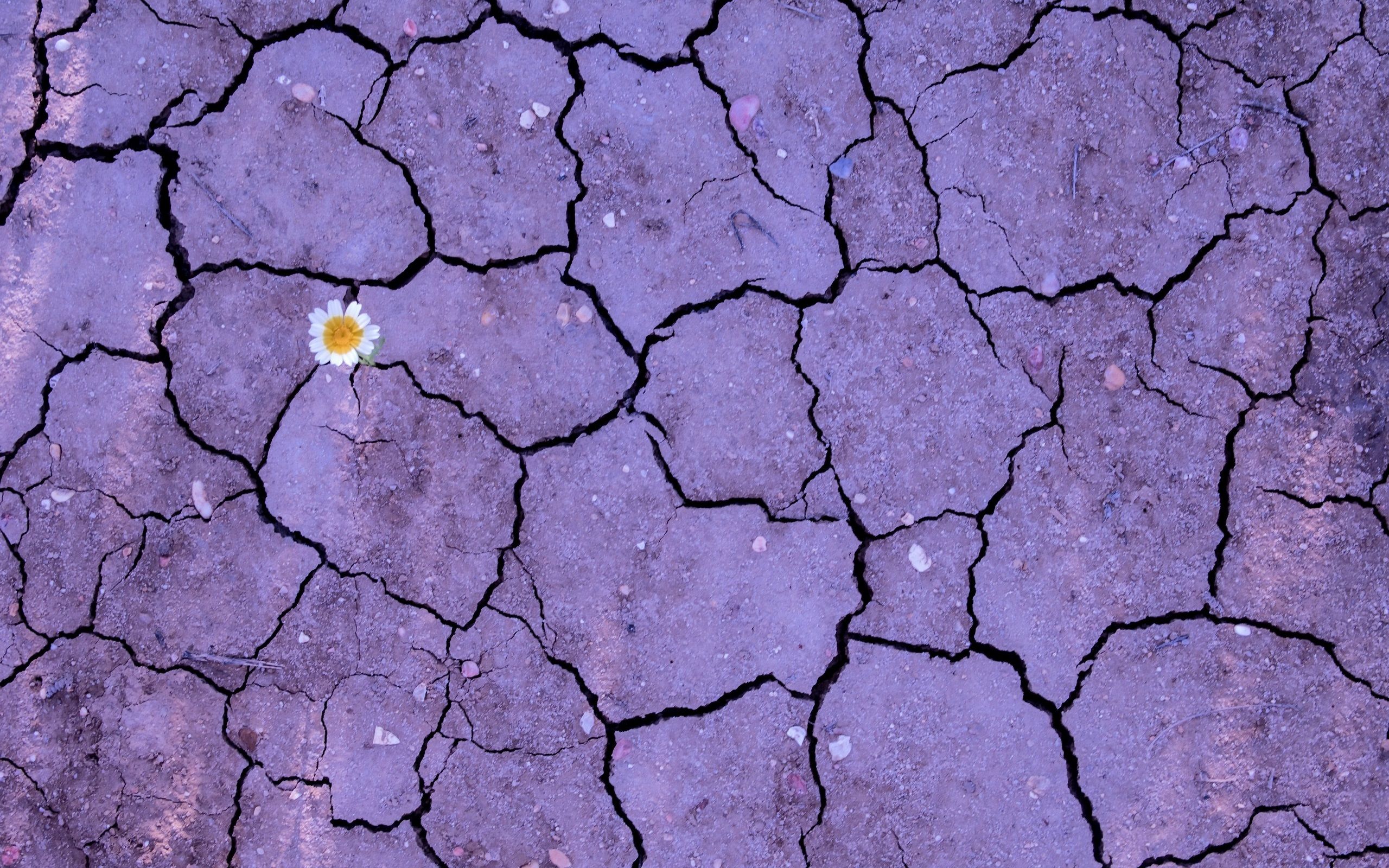 Wallpaper Flower, earth, ground, crack 2560x1600 HD Picture, Image
