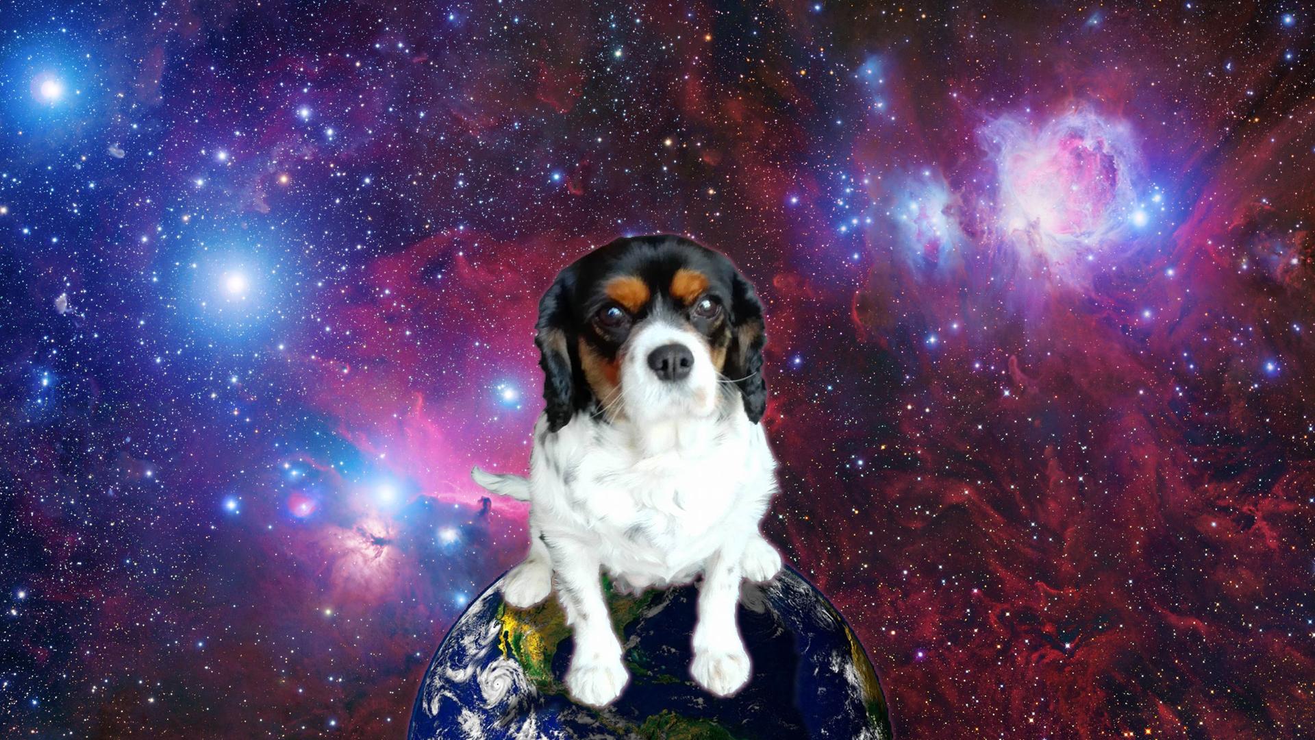 Dogs in Space Wallpaper. Beautiful Dogs Wallpaper, Dogs Valentine Wallpaper and Dangerous Dogs Wallpaper