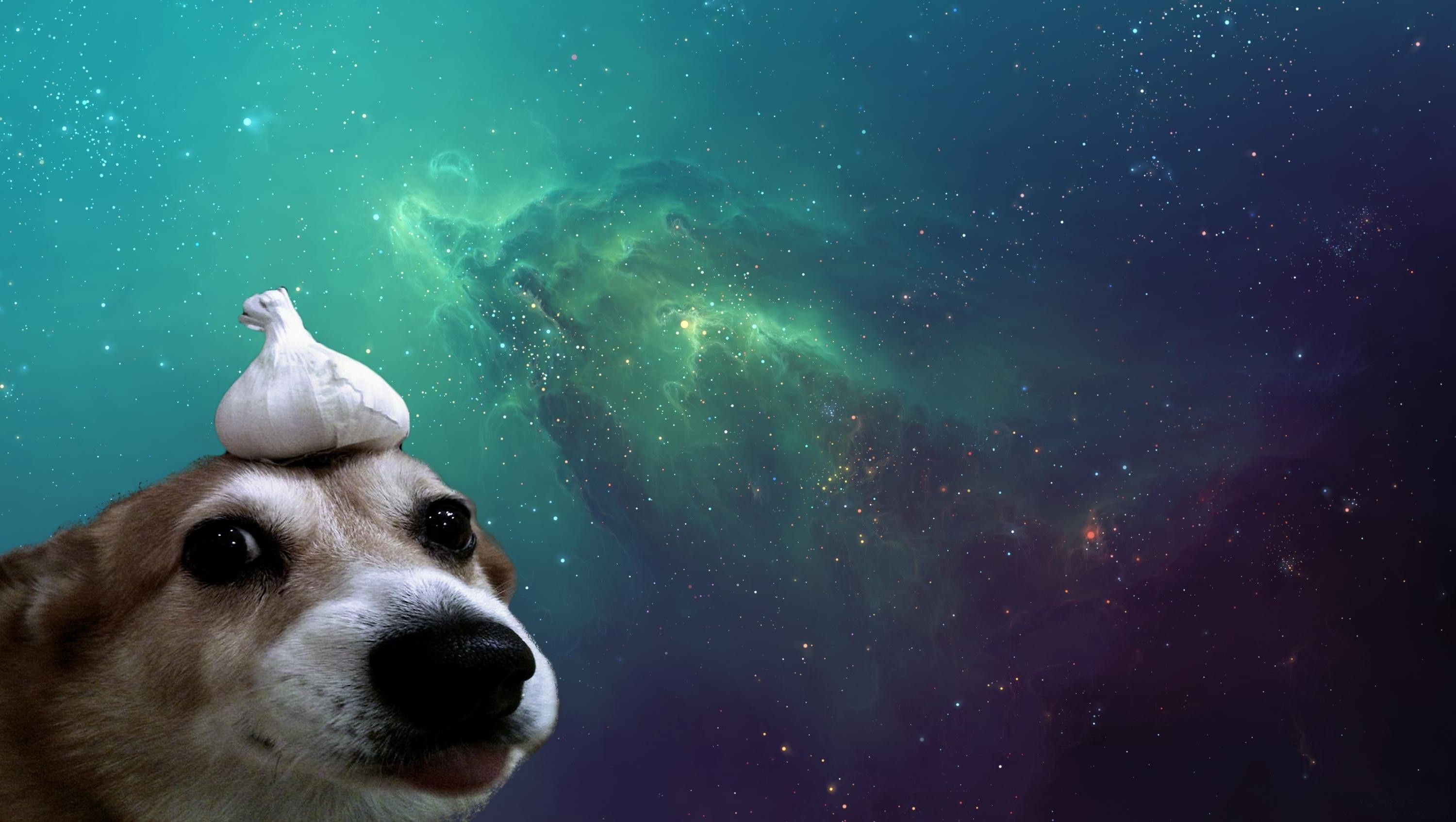 Dog In Space Wallpapers - Wallpaper Cave