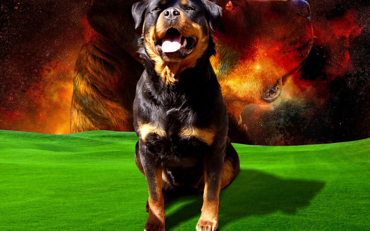 Space dog rottweiler Desktop wallpaper 1280x800