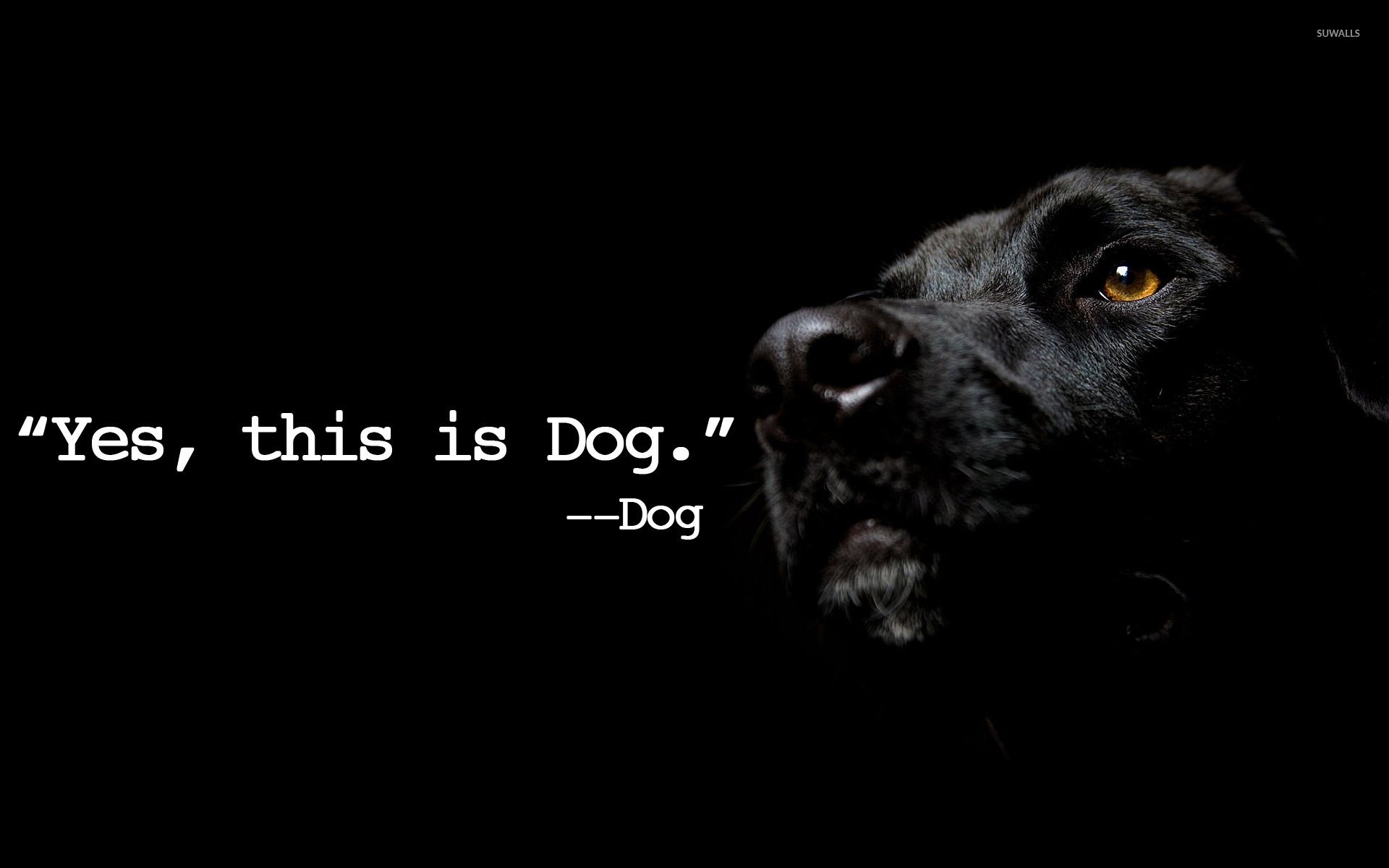 Yes, this is Dog wallpaper wallpaper