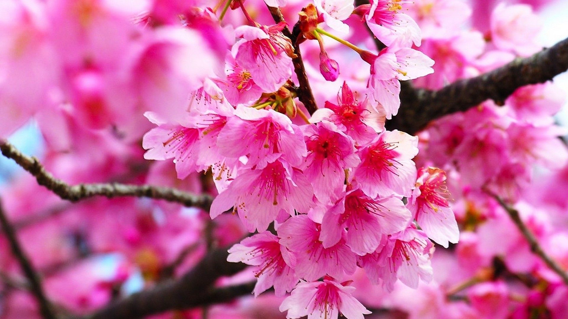 Pink Cherry Blossom Wallpaper HD. Bunga sakura, Wallpaper bunga