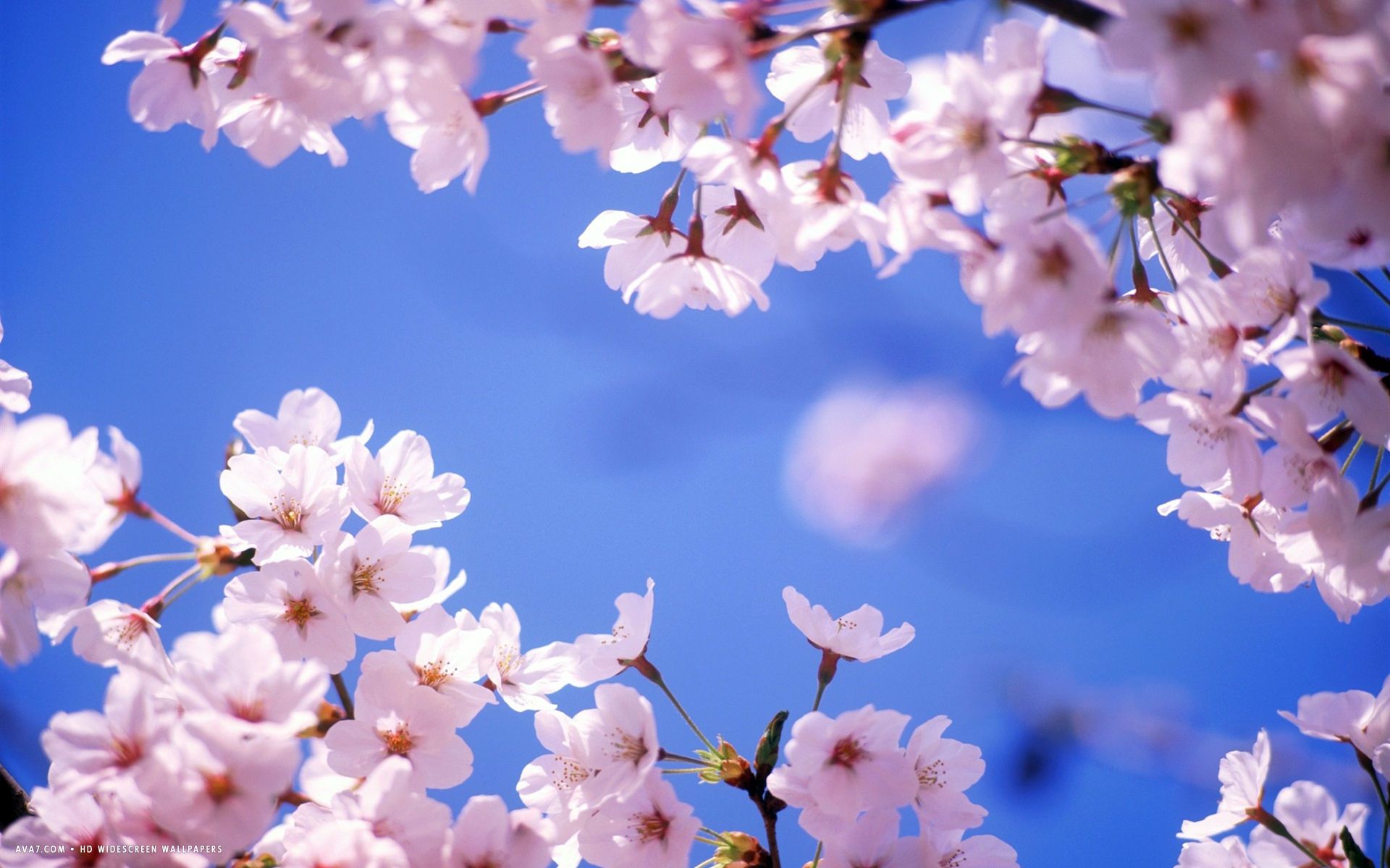 Free download cherry blossom flower HD widescreen wallpaper