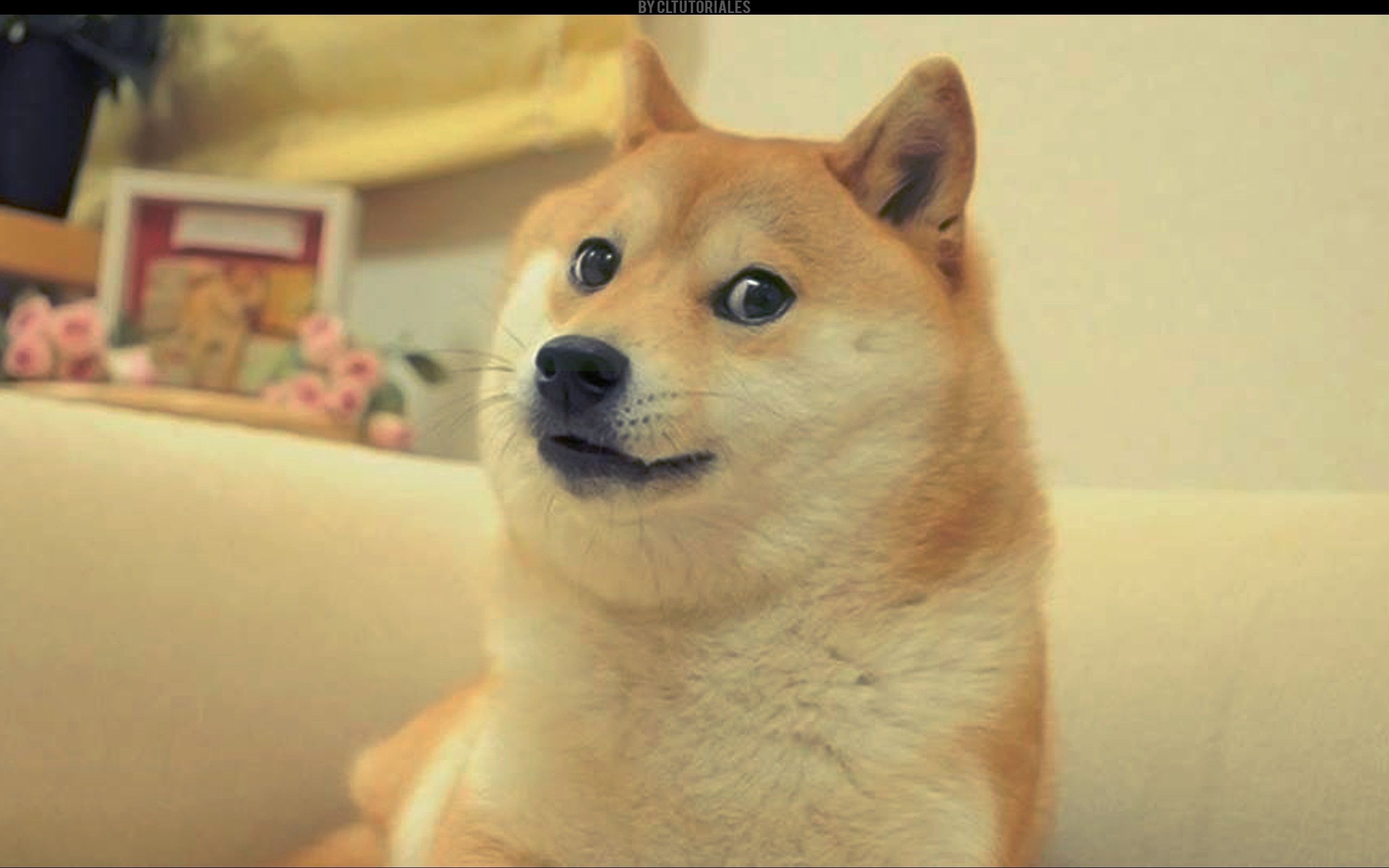 Doge Meme Wallpapers Wallpaper Cave