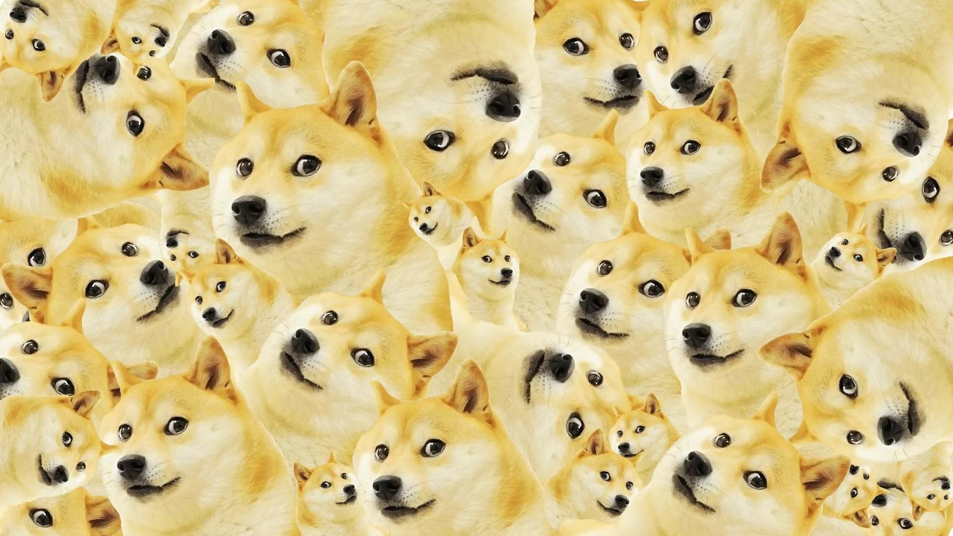 doge meme wallpaper
