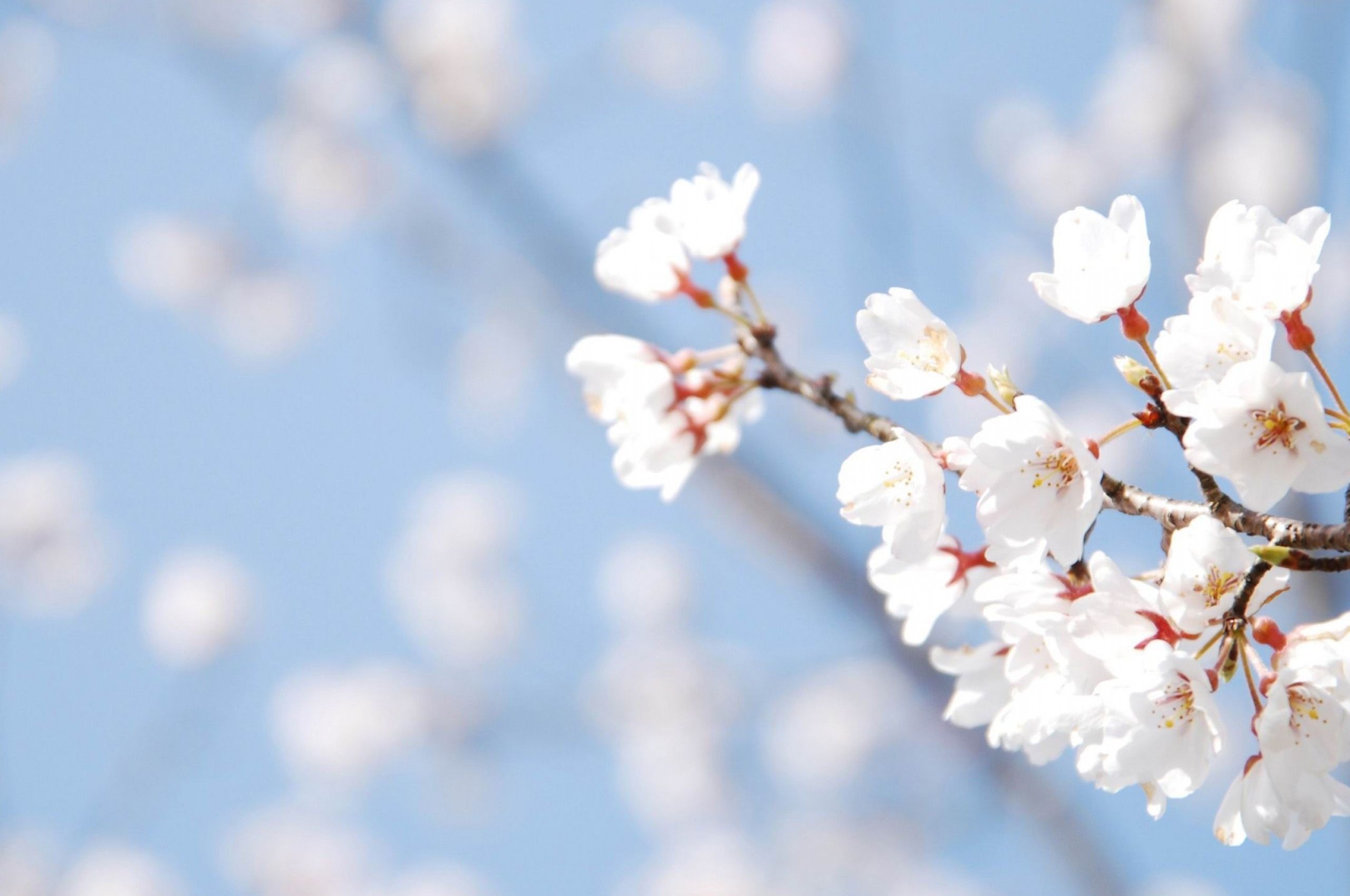 Free download Cherry Blossom Spring Desktop Wallpaper Cherry