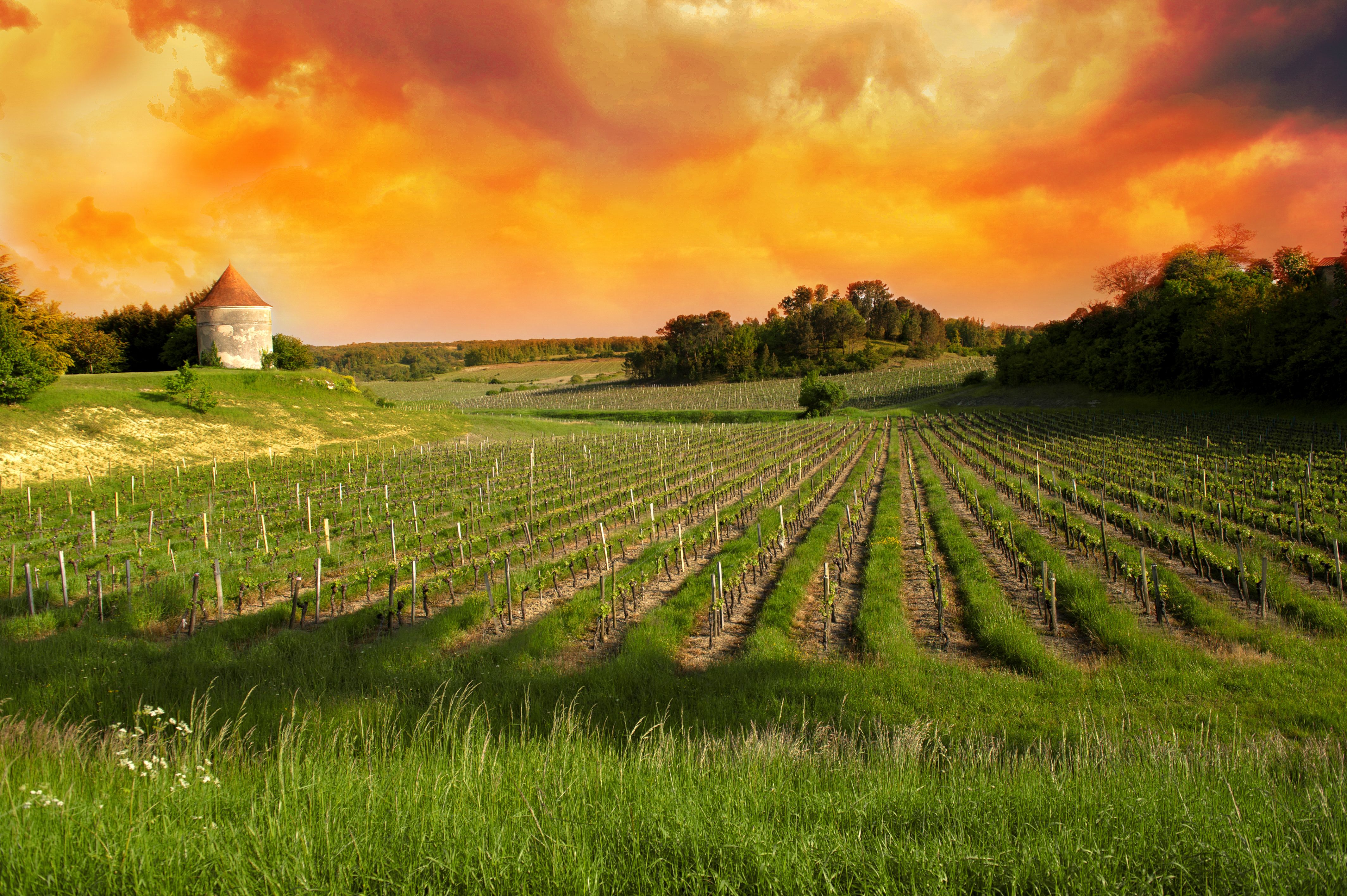 Vineyard Field Clouds HD Wallpapers - Wallpaper Cave