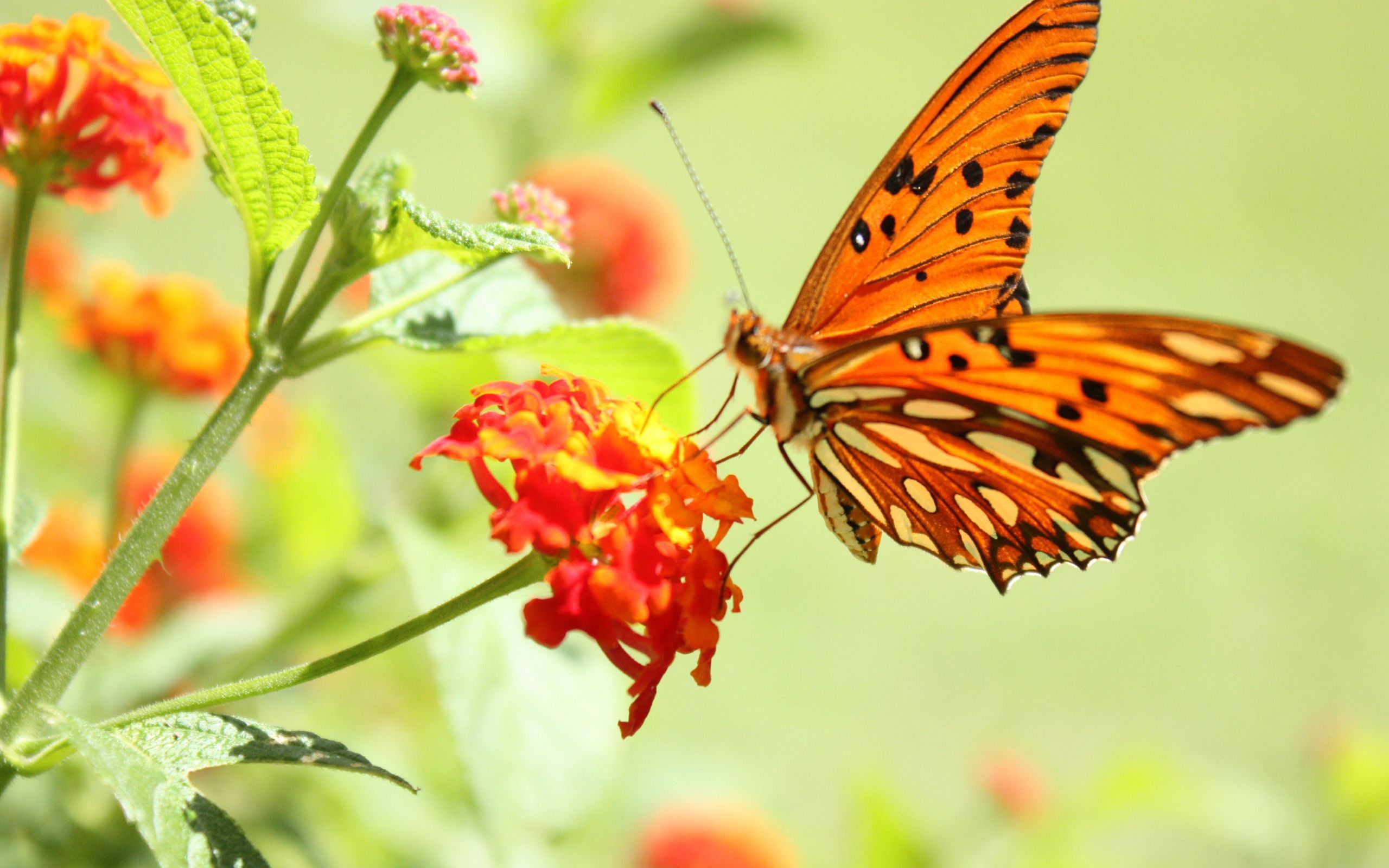 flower, butterfly, Macro, brightness wallpaper desktop background