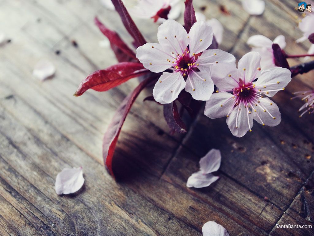 Free download Cherry Blossoms Wallpaper HD 1581N3D 4USkY