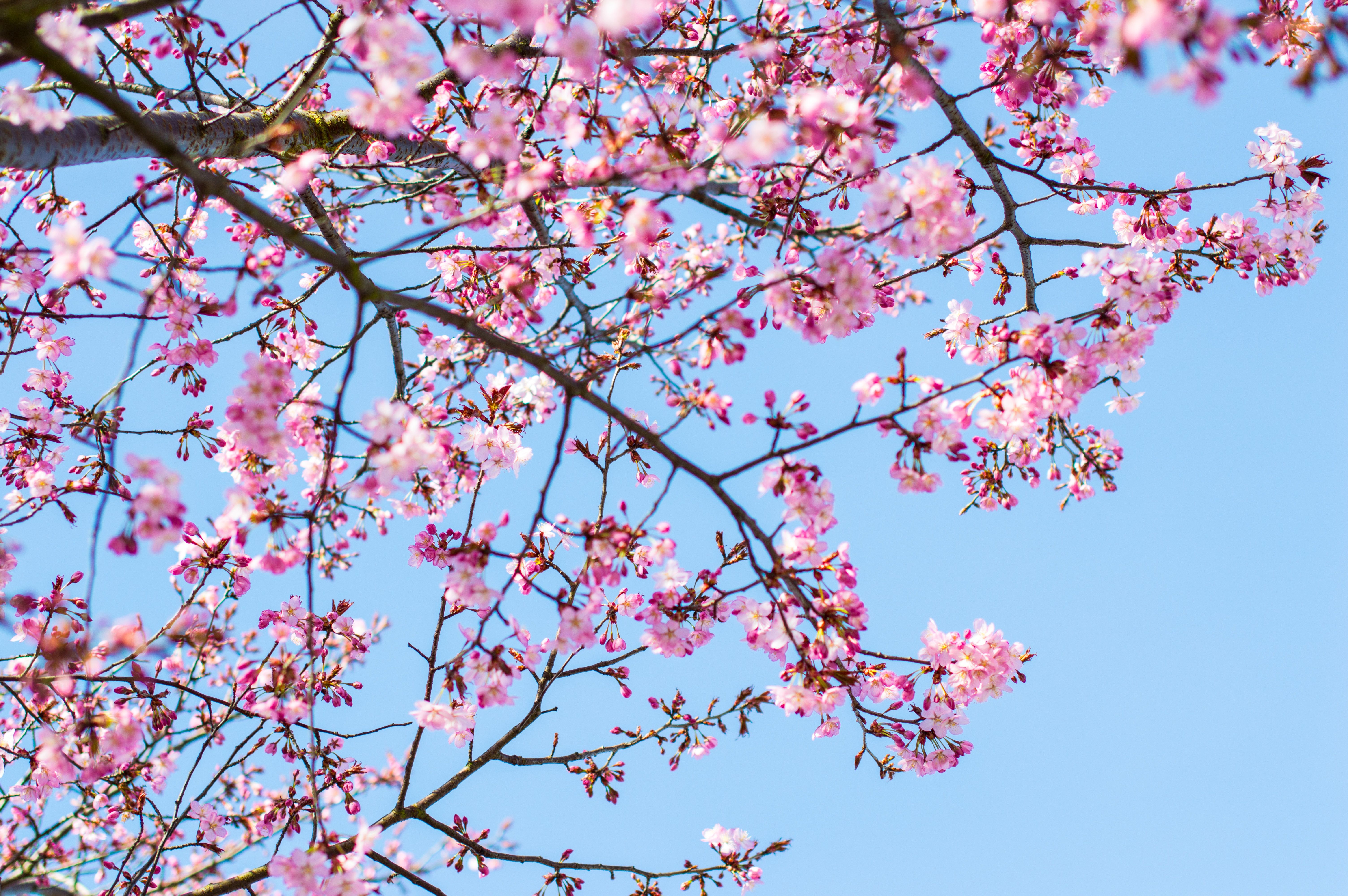 Cherry Blossoms Theme For Windows 10 Free Wallpaper T - vrogue.co