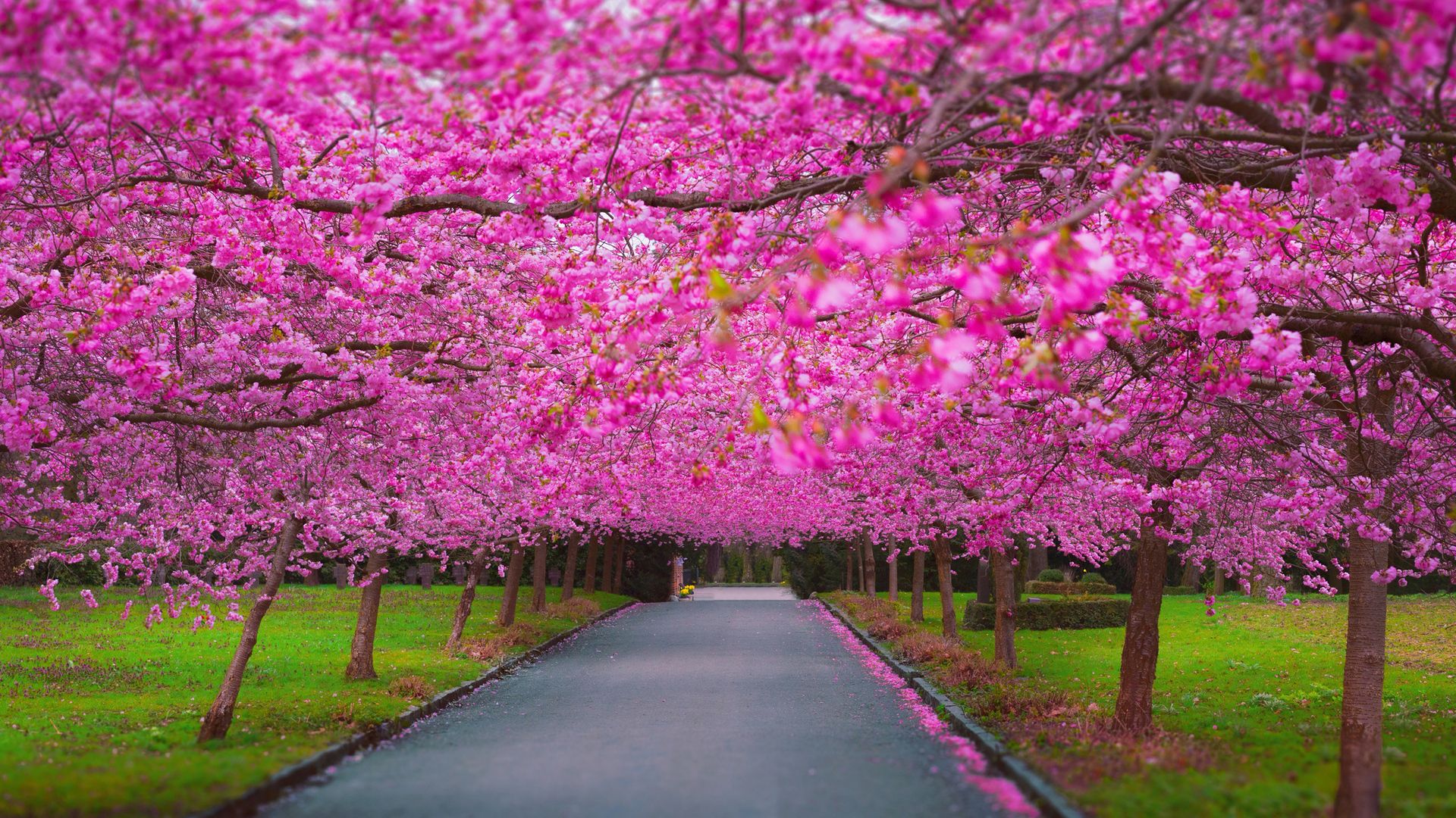Cherry Blossom Park Laptop Full HD 1080P HD 4k