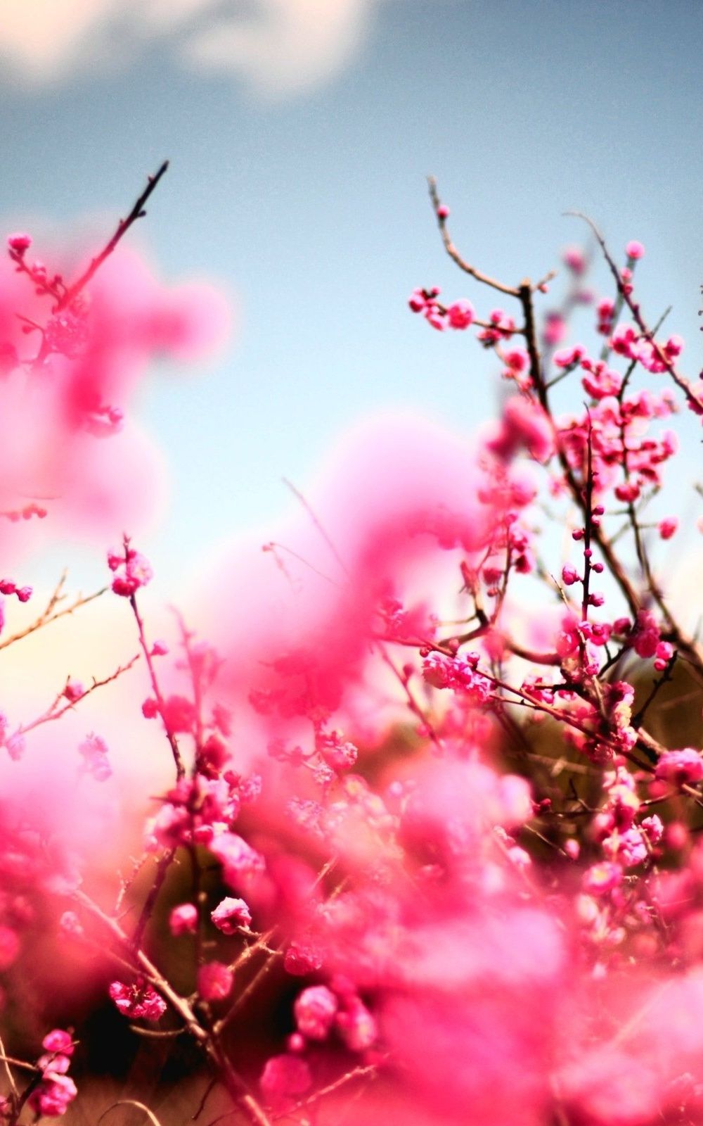 Pink Cherry Blossom Tree iPhone 6 Plus HD Wallpaper HD