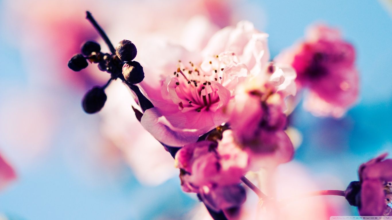 Beautiful Cherry Blossom Ultra HD Desktop Background Wallpaper