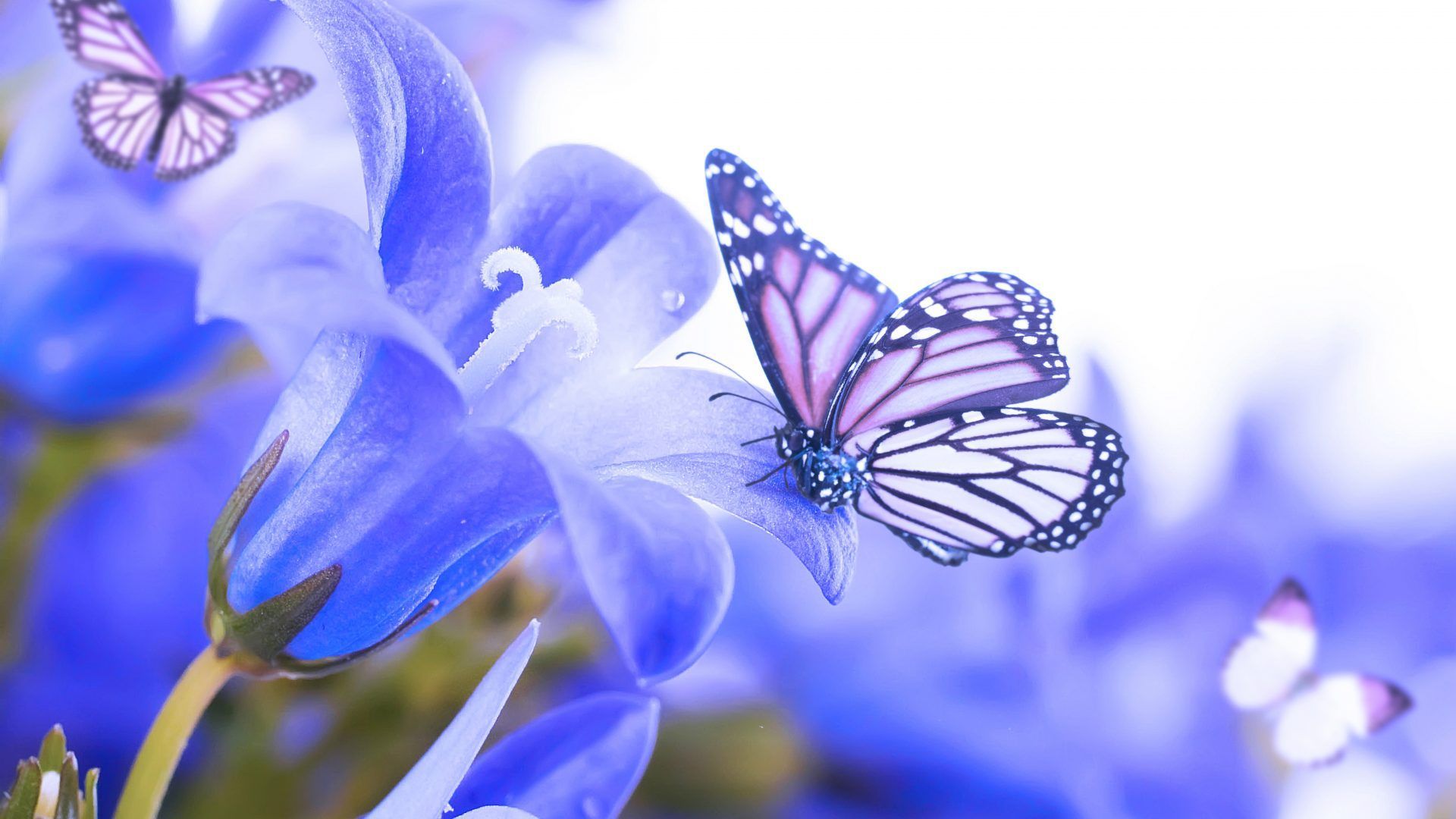 Flowers Butterfly HD Wallpapers - Wallpaper Cave