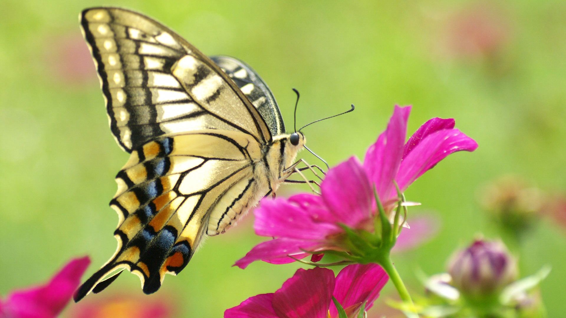 Wallpaper Butterfly, Flowers, Color, Patterns In Flower Hd, Download Wallpaper