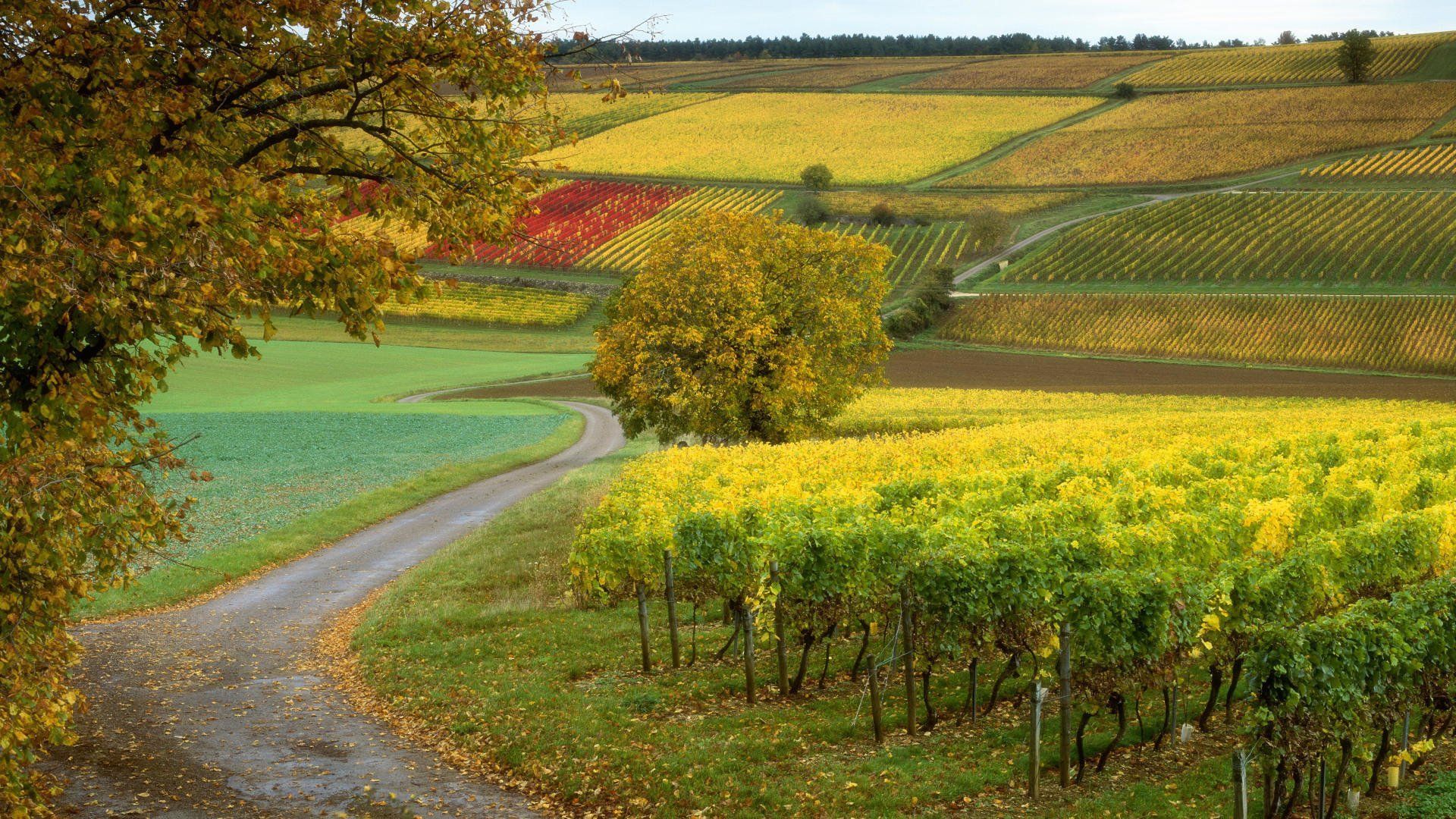 Wine Country Wallpaper Free Wine Country Background