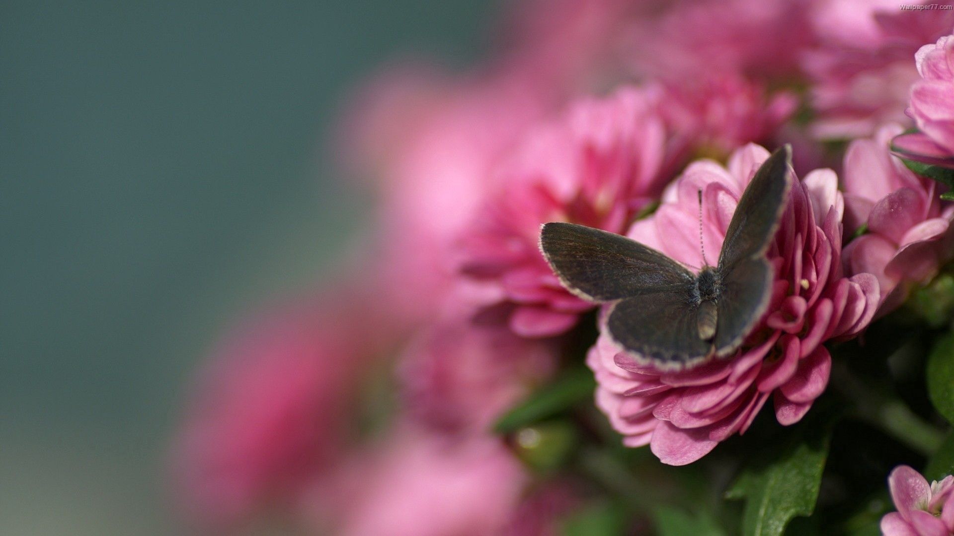 Download wallpaper 1920x1080 butterfly, flower, flying, beautiful HD background