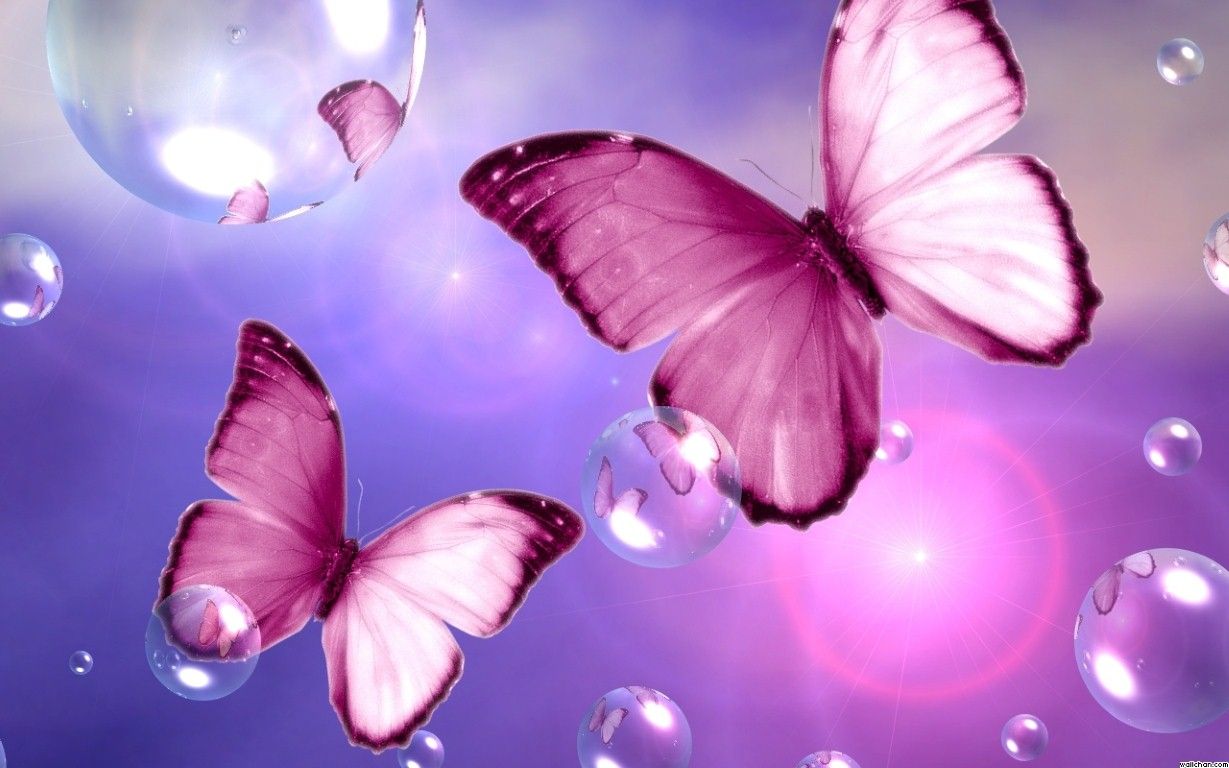 pink flower and butterfly wallpaper