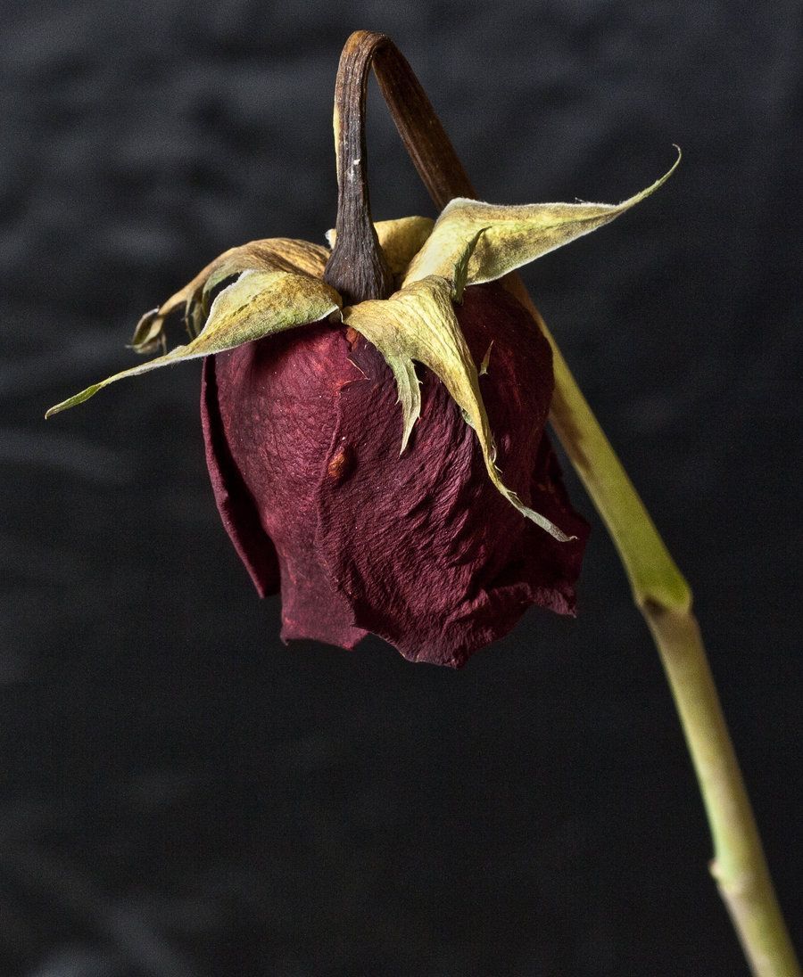 Dead Rose Kimble. Dying flowers, Flowers
