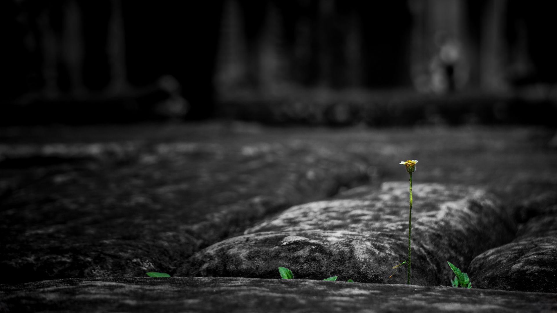 Download wallpaper 1920x1080 stone, flower, power of nature