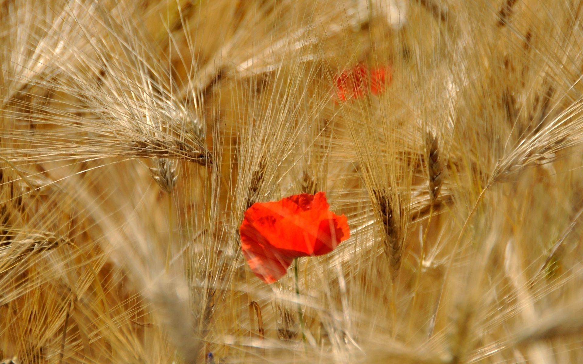 Flowers Wheat Field Wallpapers - Wallpaper Cave