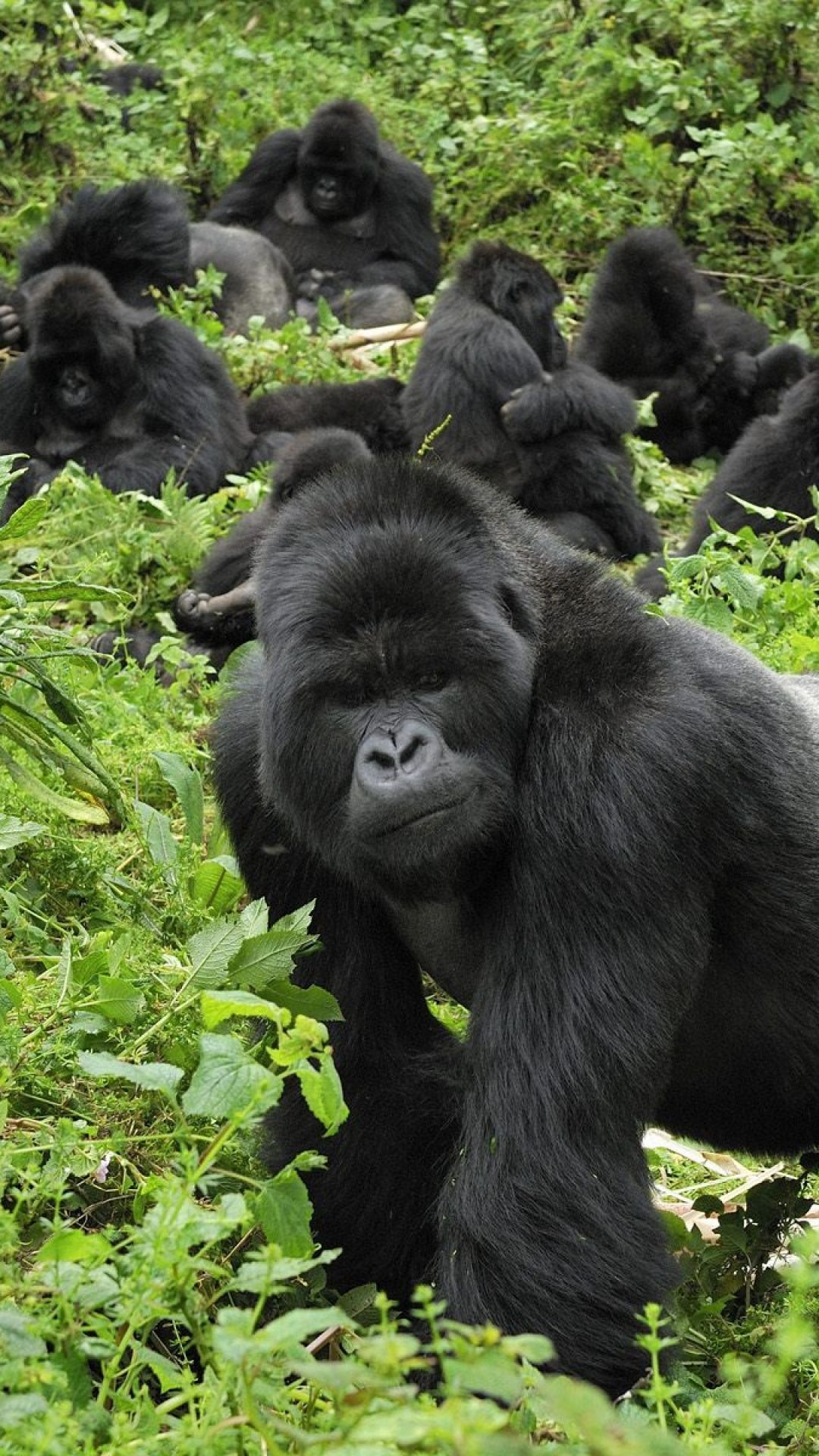 Silverback gorilla protecting his troop. Gorilla, Animals