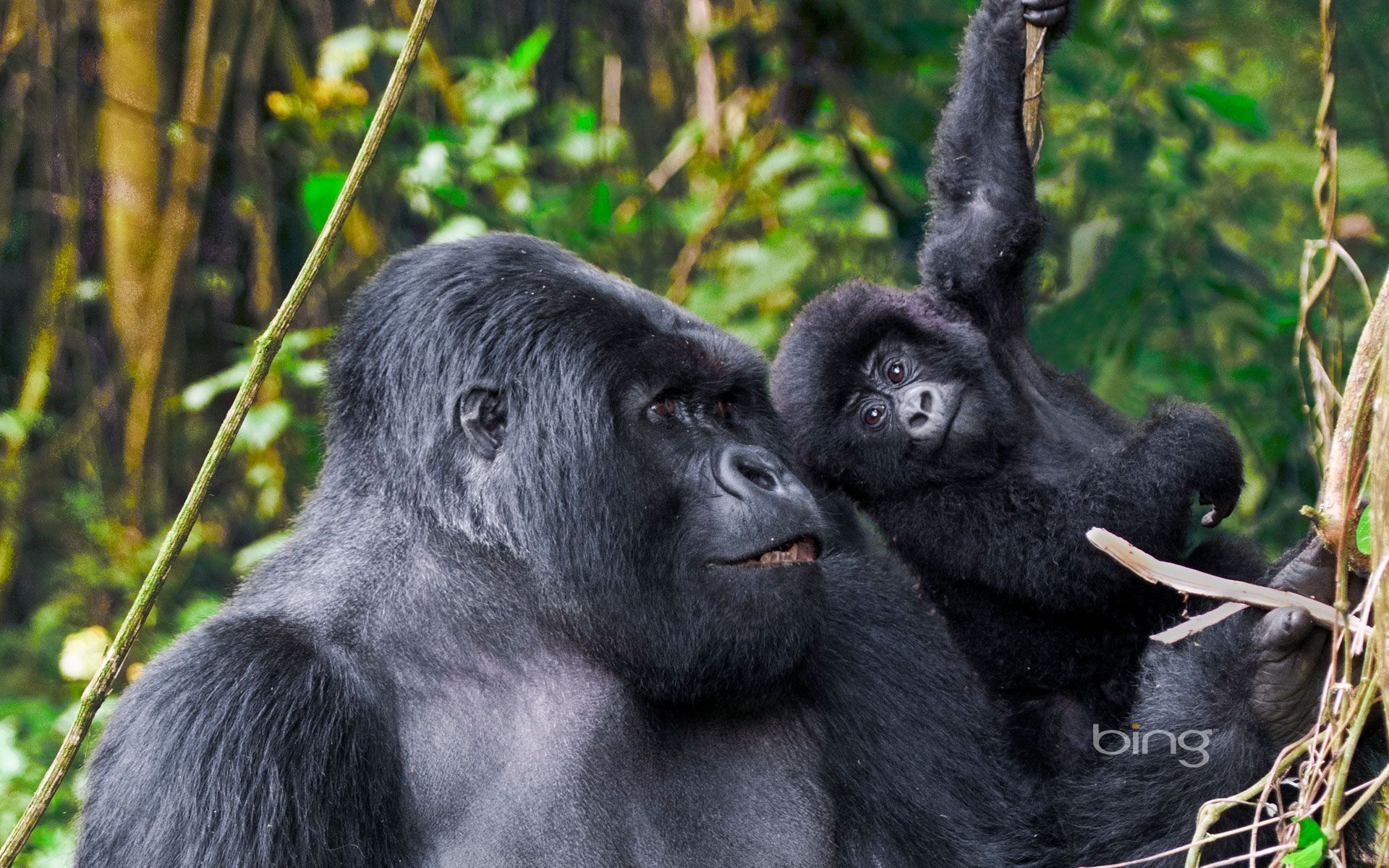 Male Silverback from Kwitonda Group with younger gorilla